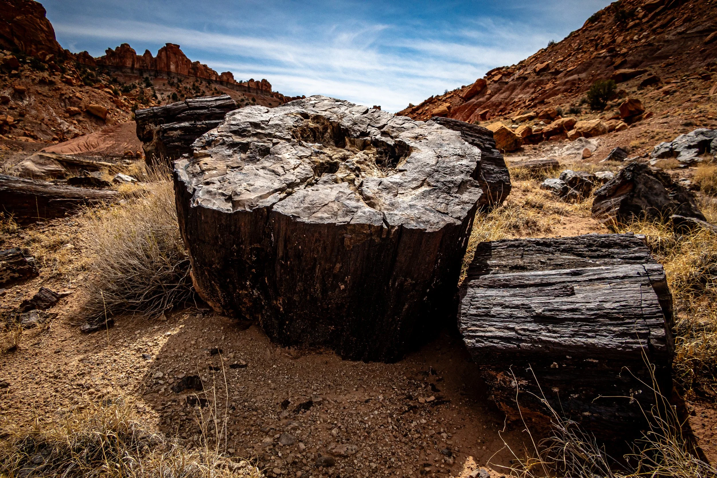 Silicified Wood - Grand Staircase-Escalante