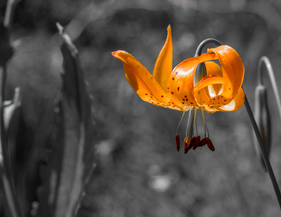 Tiger Lilly
