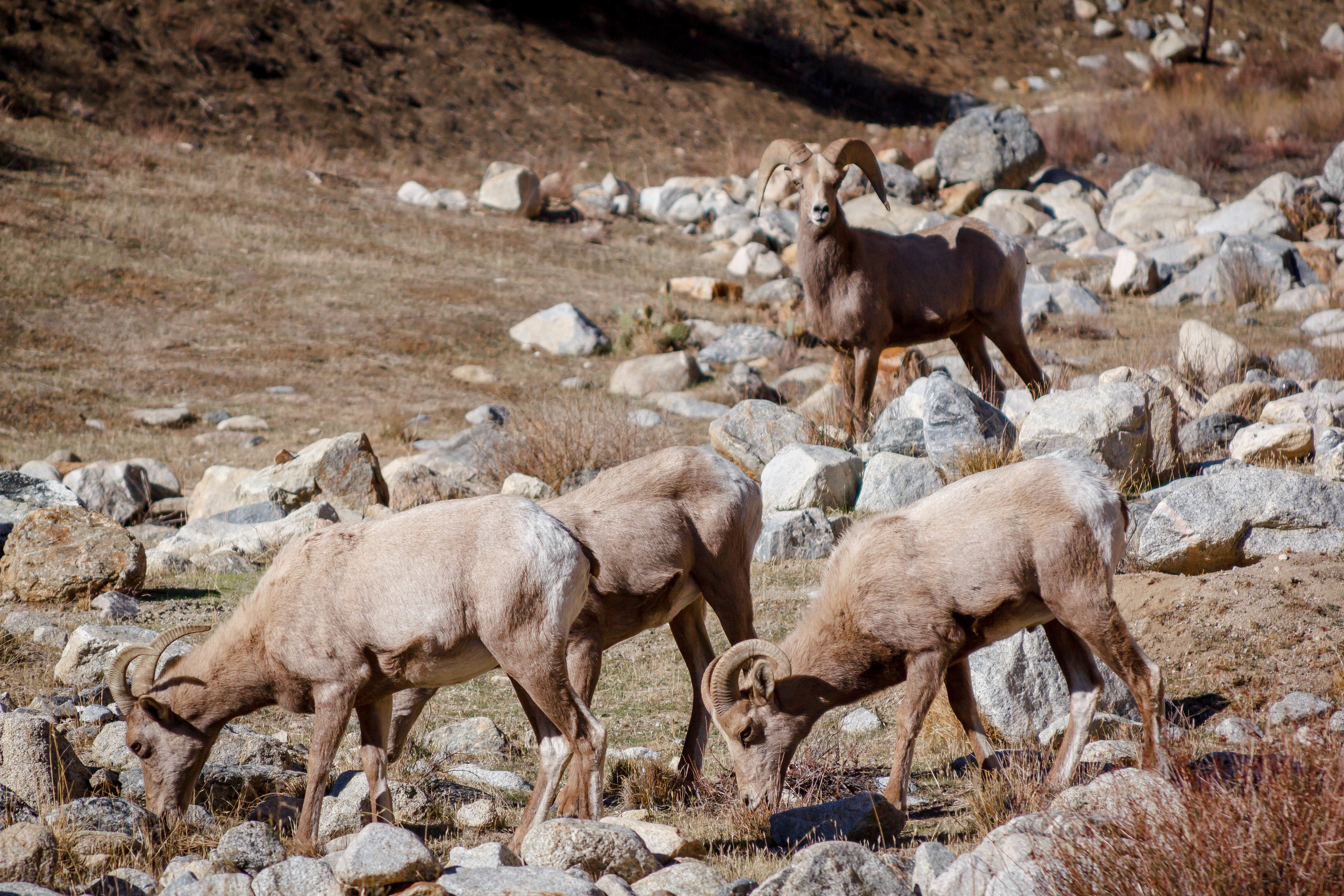 Bighorn Sheep