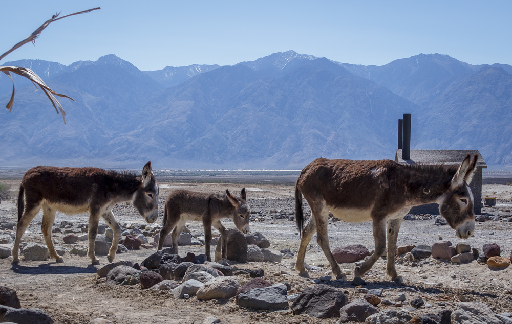 Resident Burros