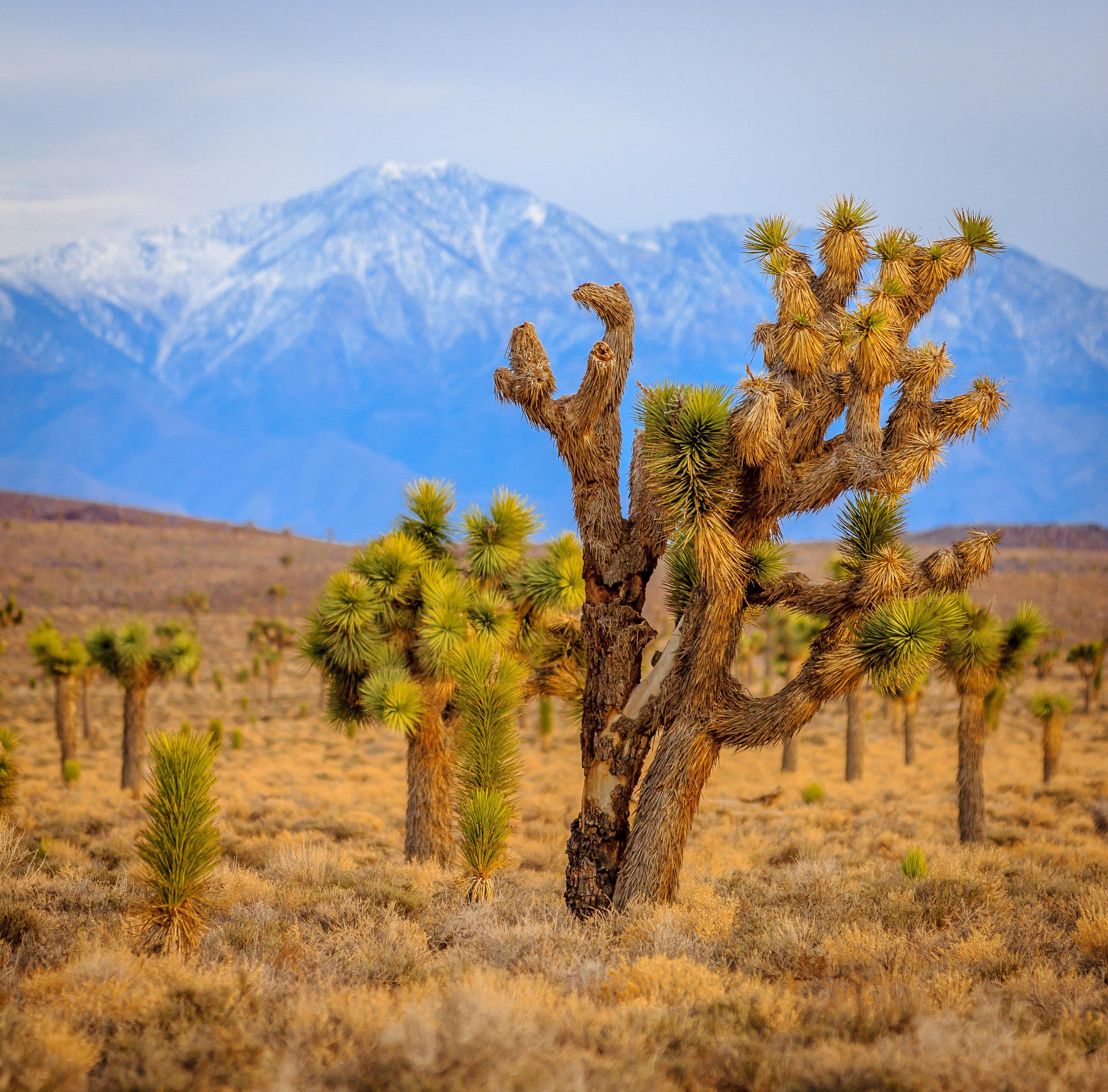 An Evening With The Joshua Trees