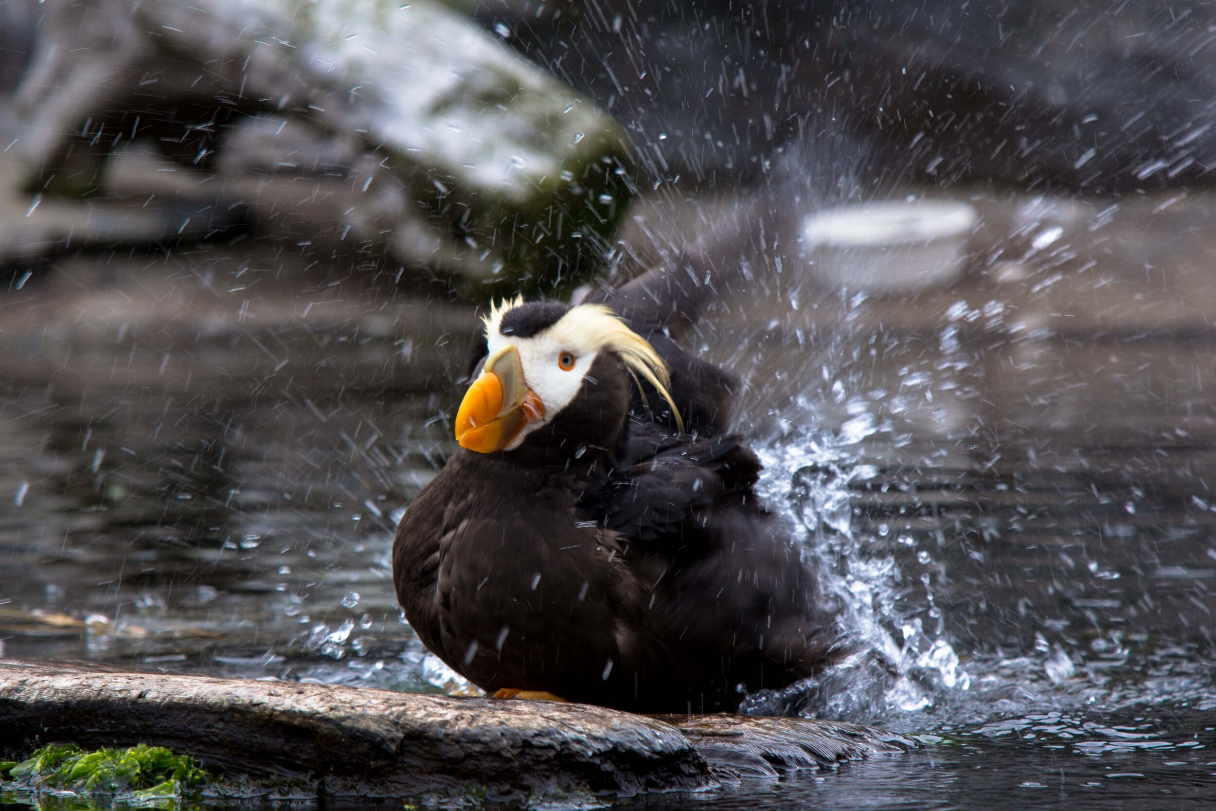 Puffin