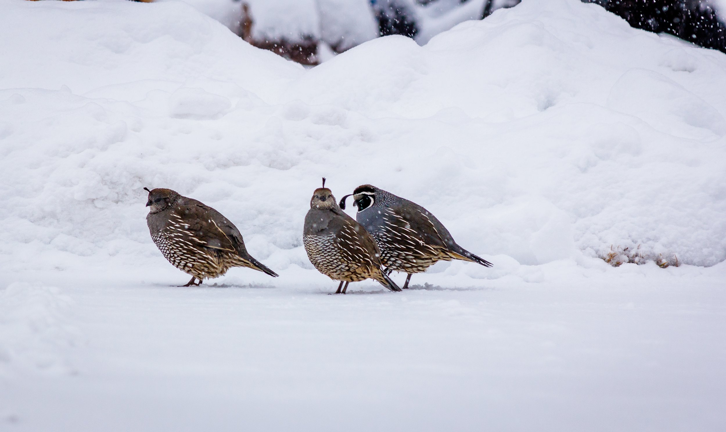 California Quail 