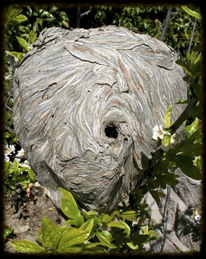 biogallery_nest_1.png