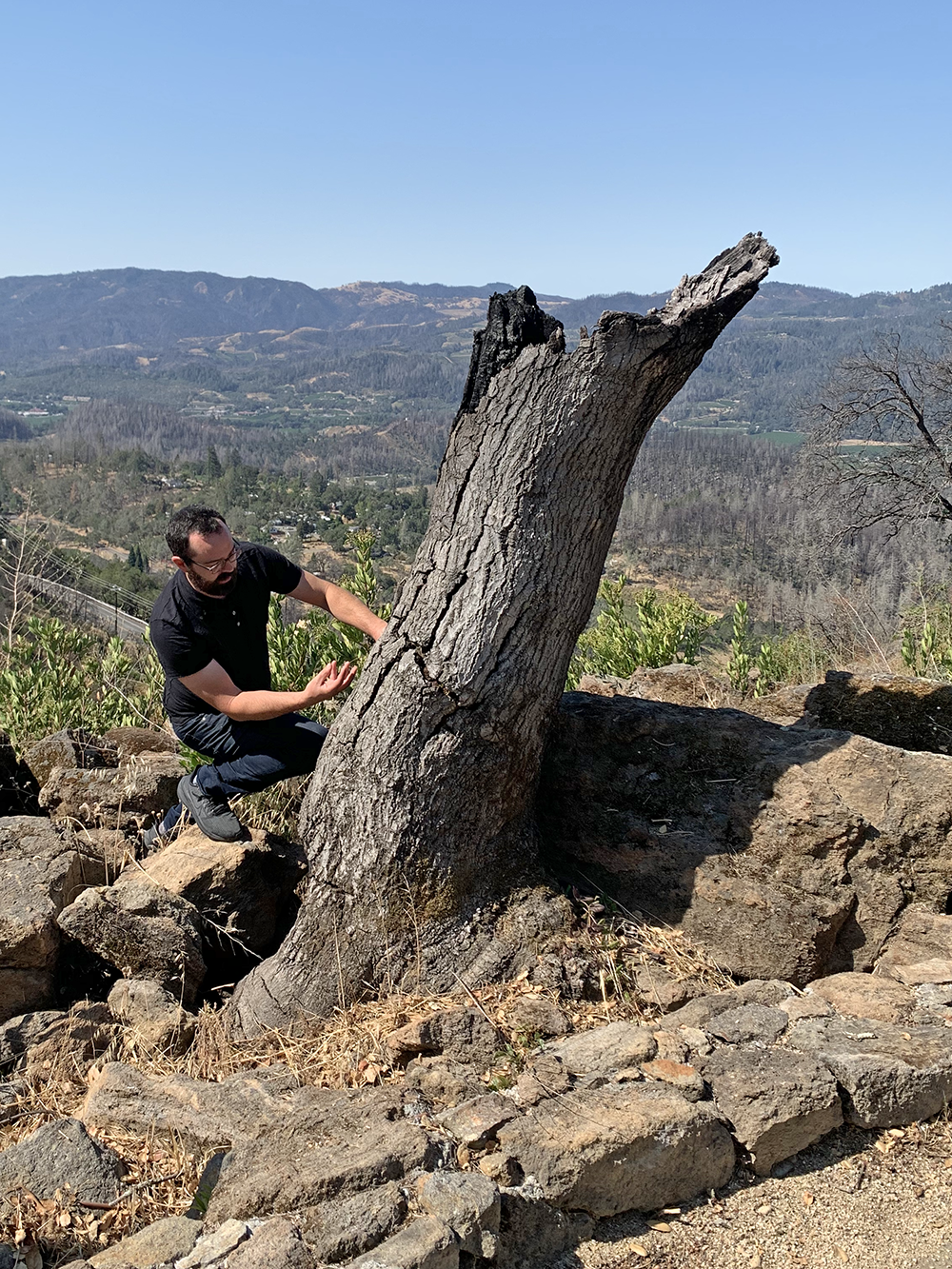  The burned-out tree before extraction sitting high above the Napa Valley in the Somnium vineyard. 