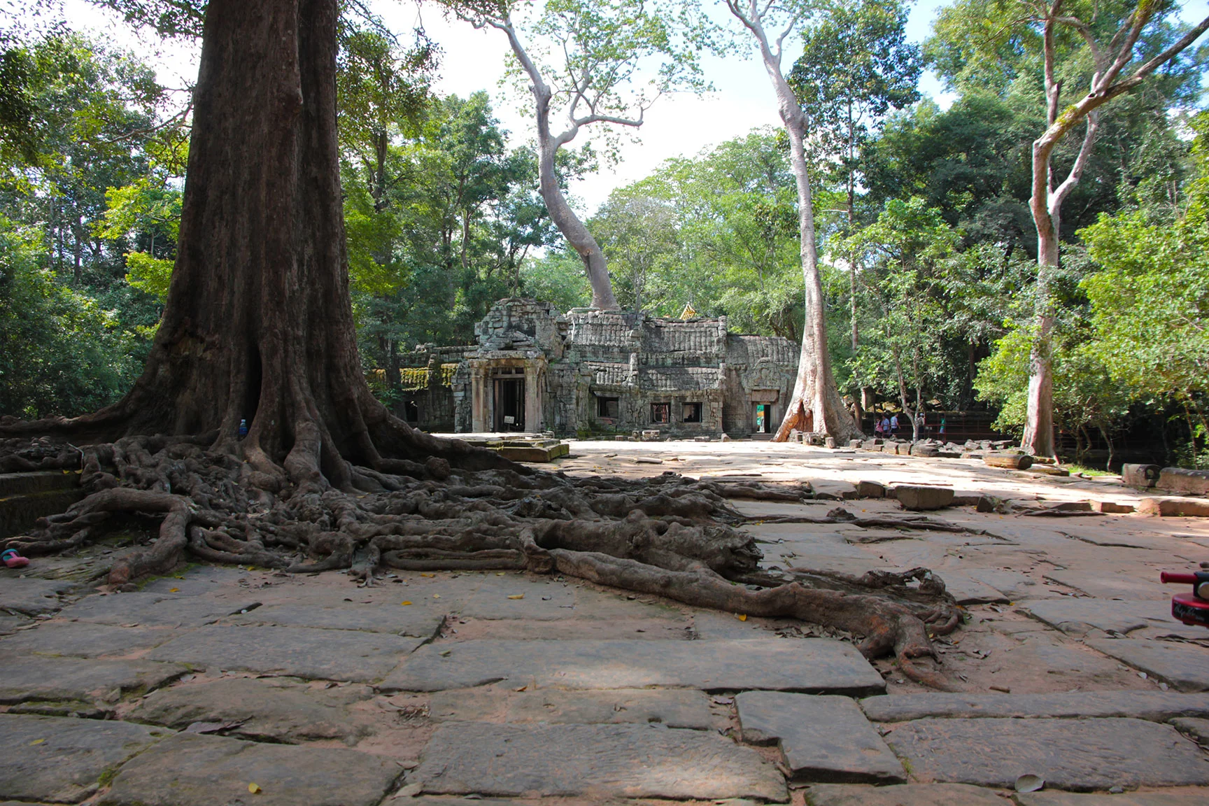 Tree in Angkor Wat