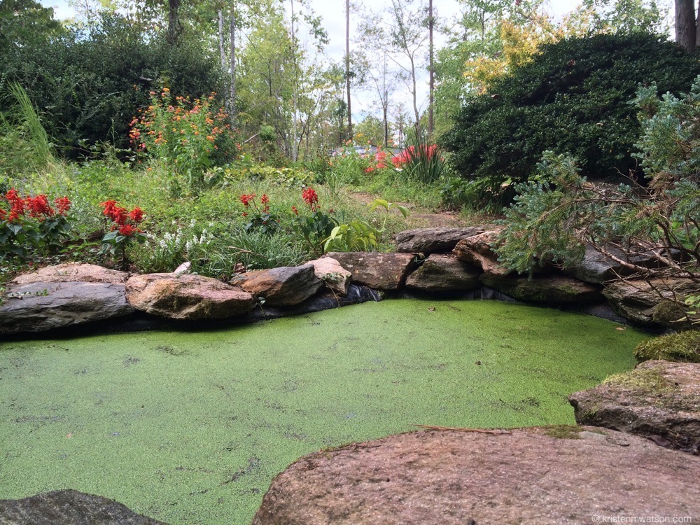 The frog pond behind the Pottery (the live/work studio space in which I'm residing while at Rensing).