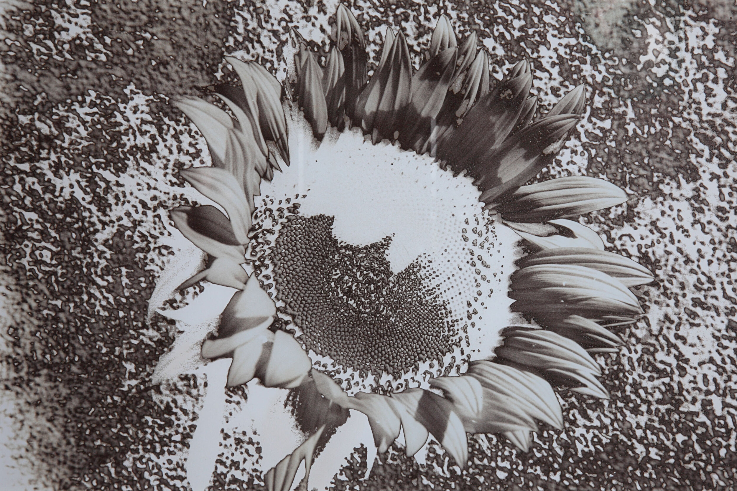 Sunflower 5.jpg