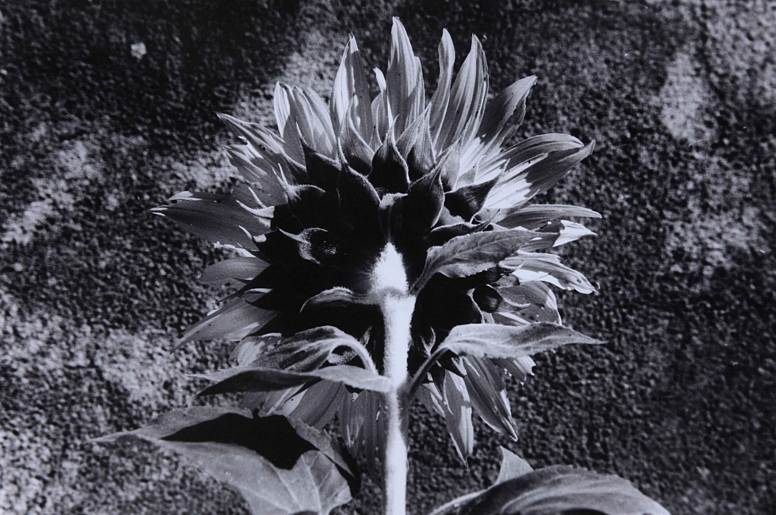 Sunflower 8.jpg