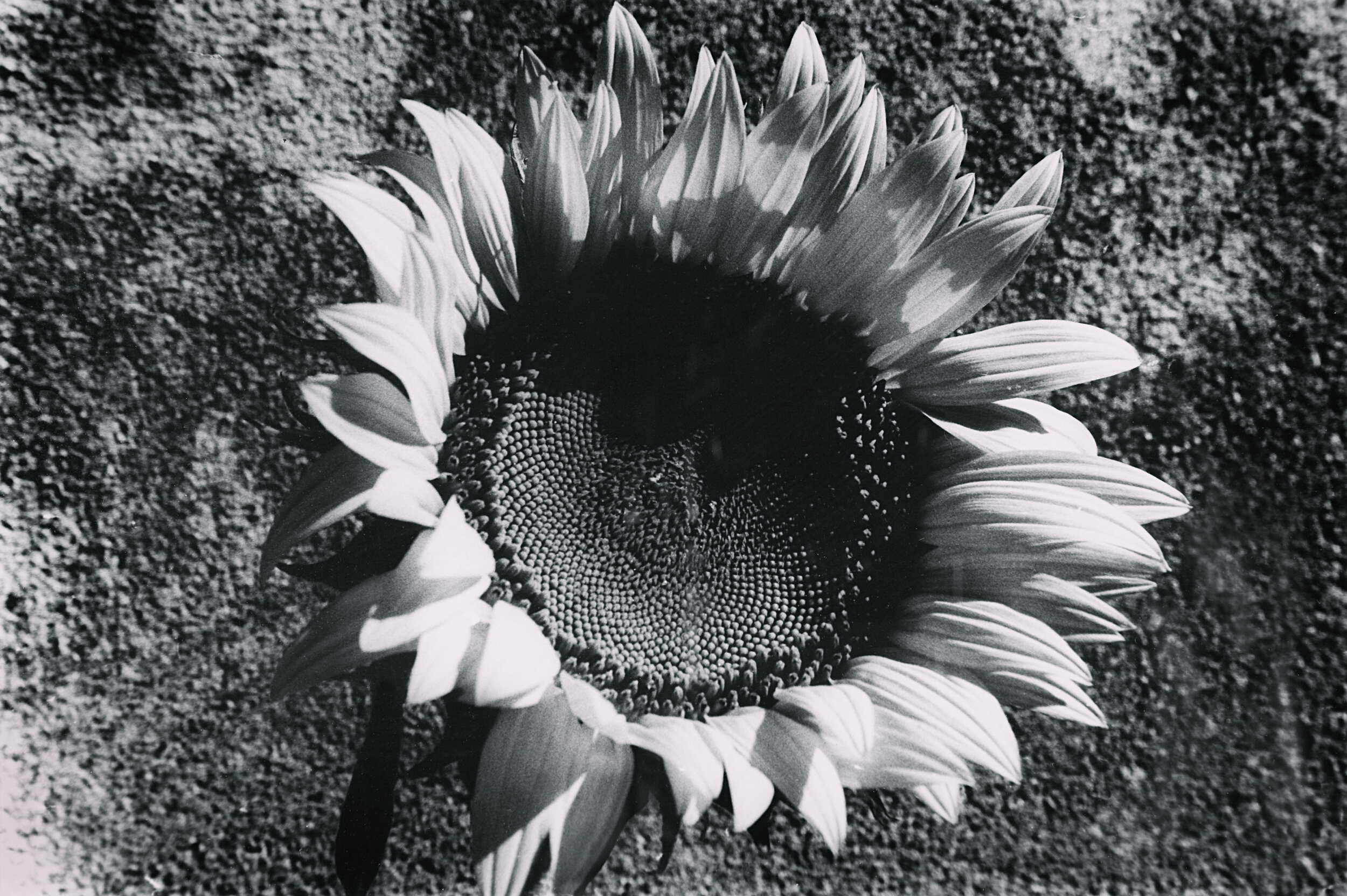 Sunflower 9.jpg