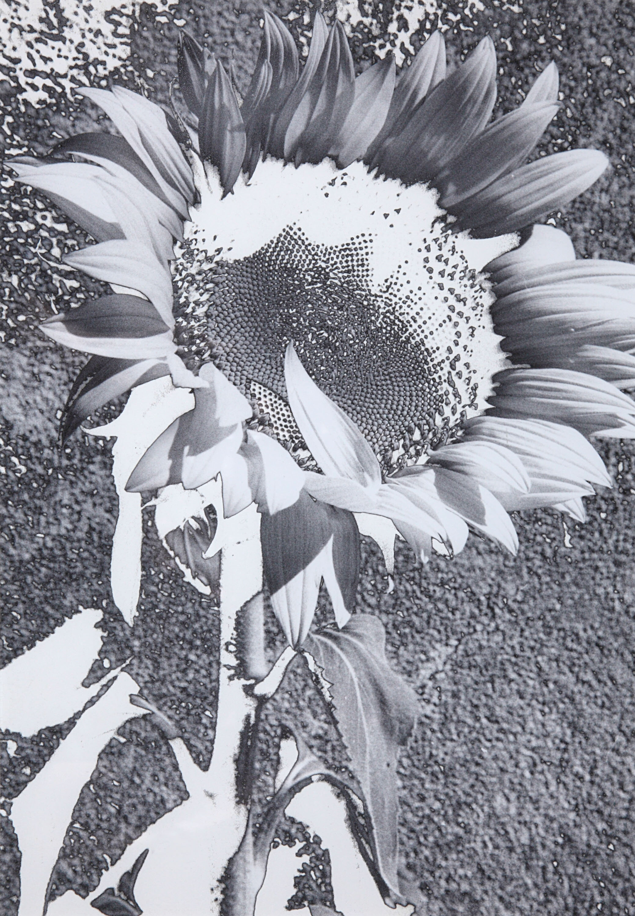 Sunflower 10.jpg