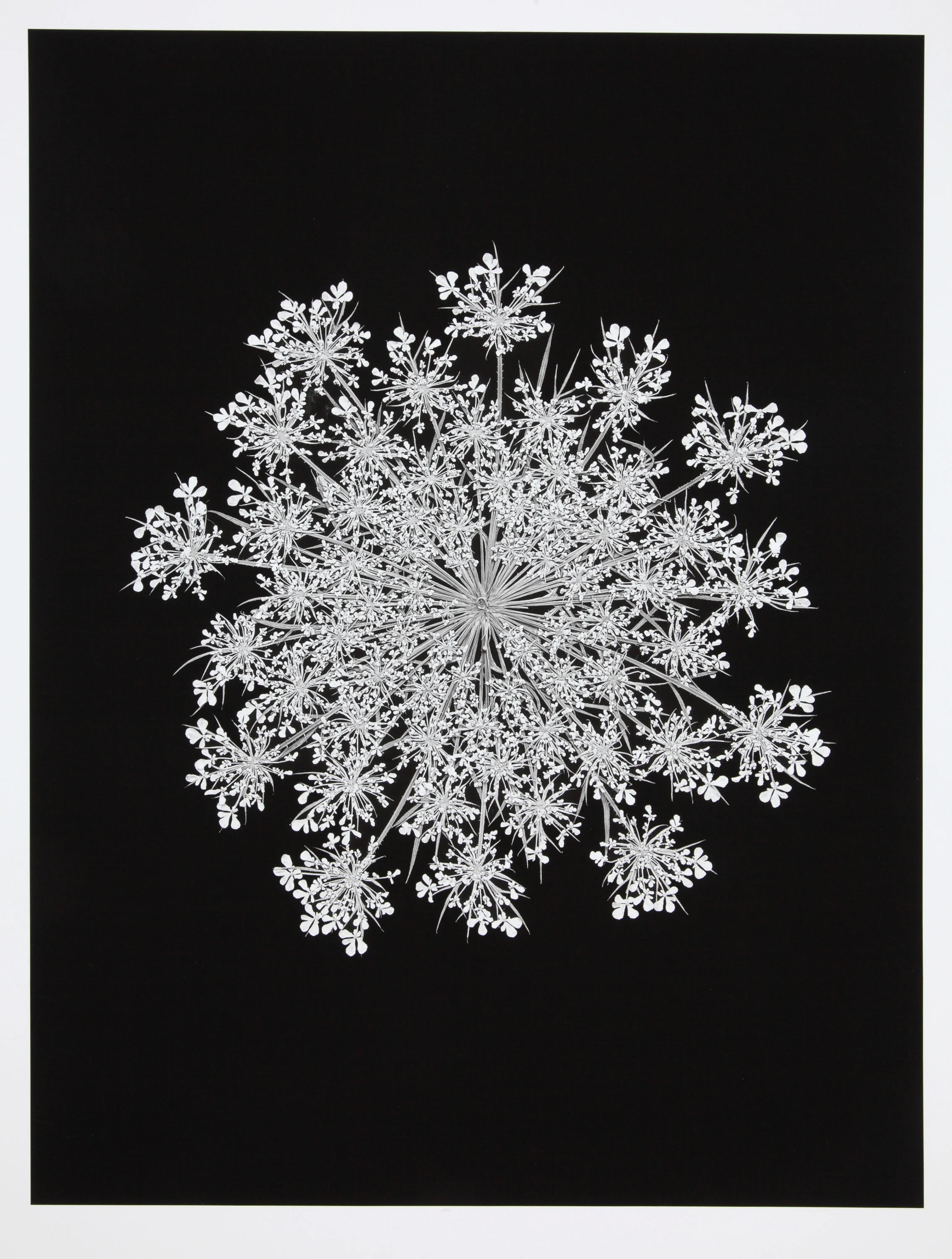 Barbara Goodbody, Shared Memories portfolio, 2012, 1/5, Ink jet print, 19.5 x 14 inches