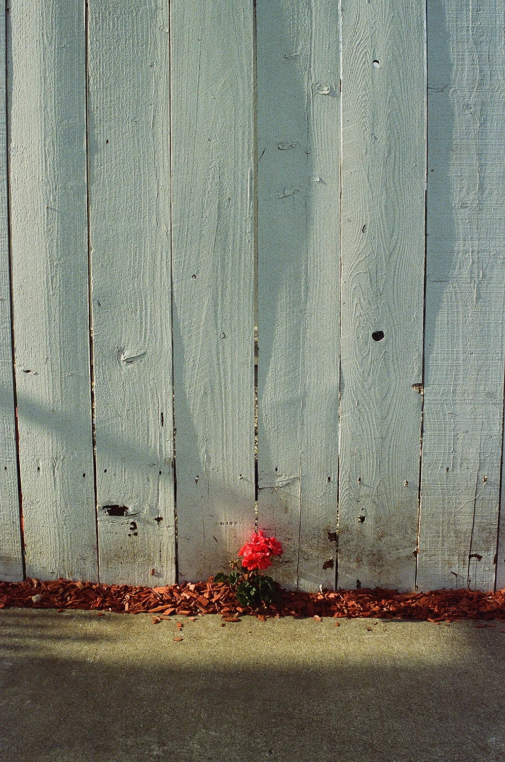  Flower , Filbert and 18th, West Oakland, CA. 2014 