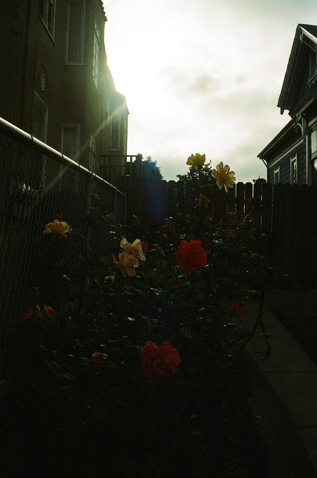   Roses , Filbert and 18th, West Oakland, CA. 2014 