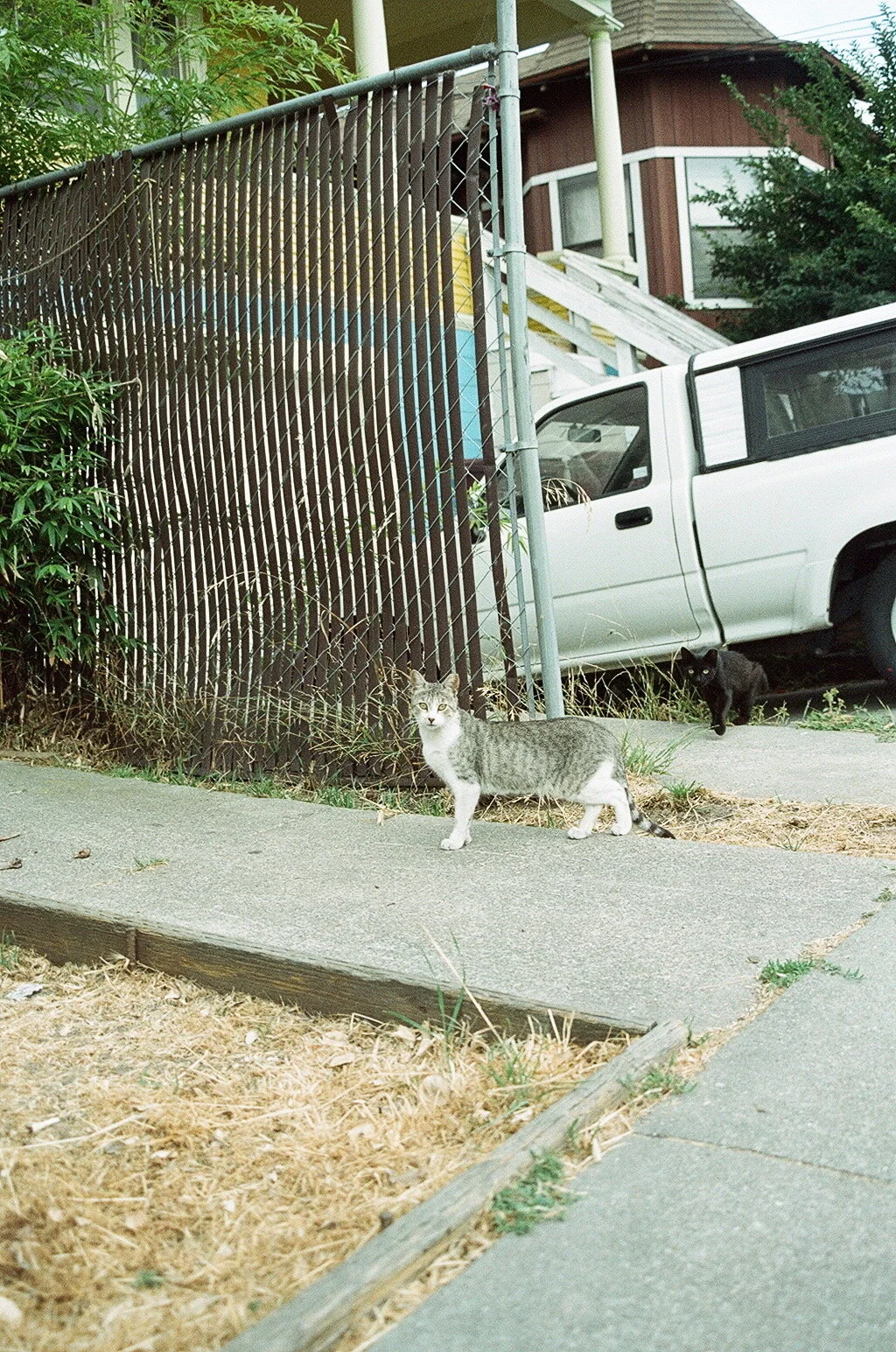   Cat , Filbert and 18th, West Oakland, CA. 2014 