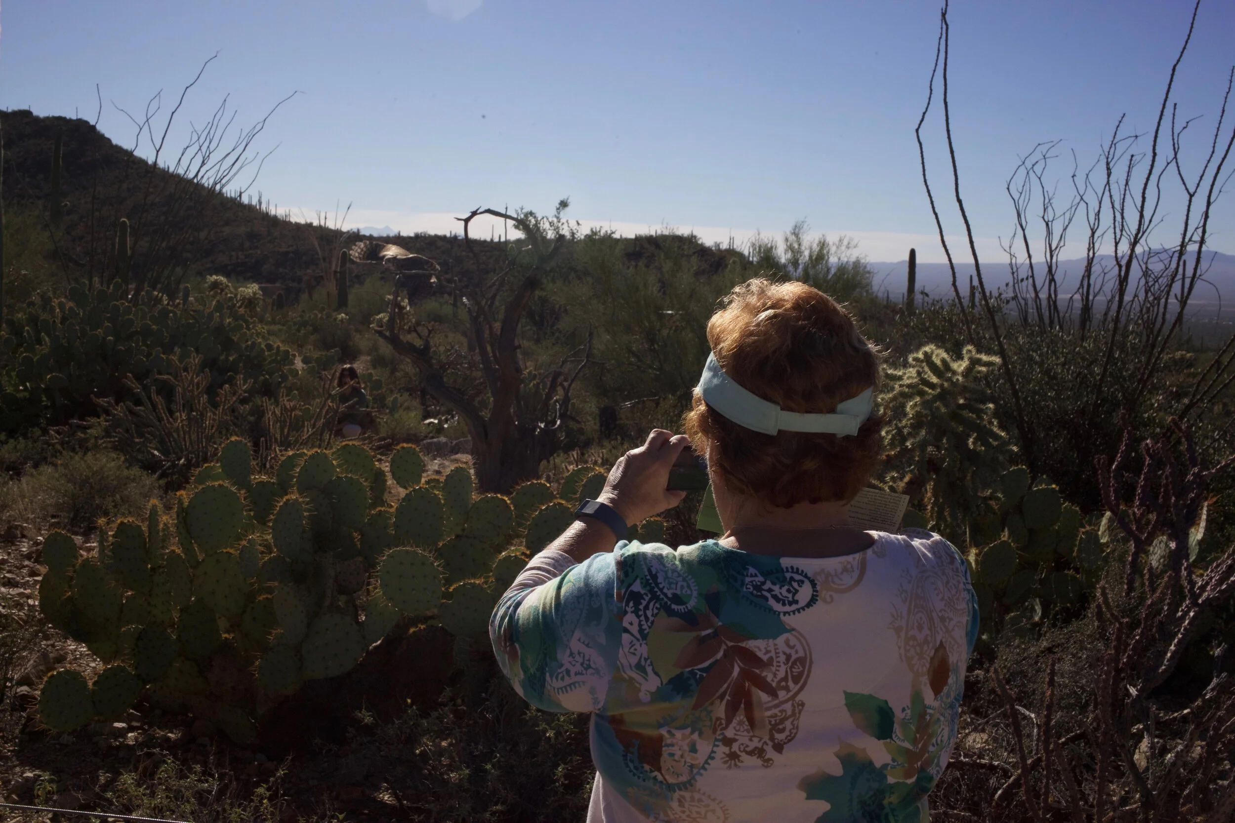 Looking 1 , Arizona-Sonora Desert Museum, Tucson, AZ. 2016
