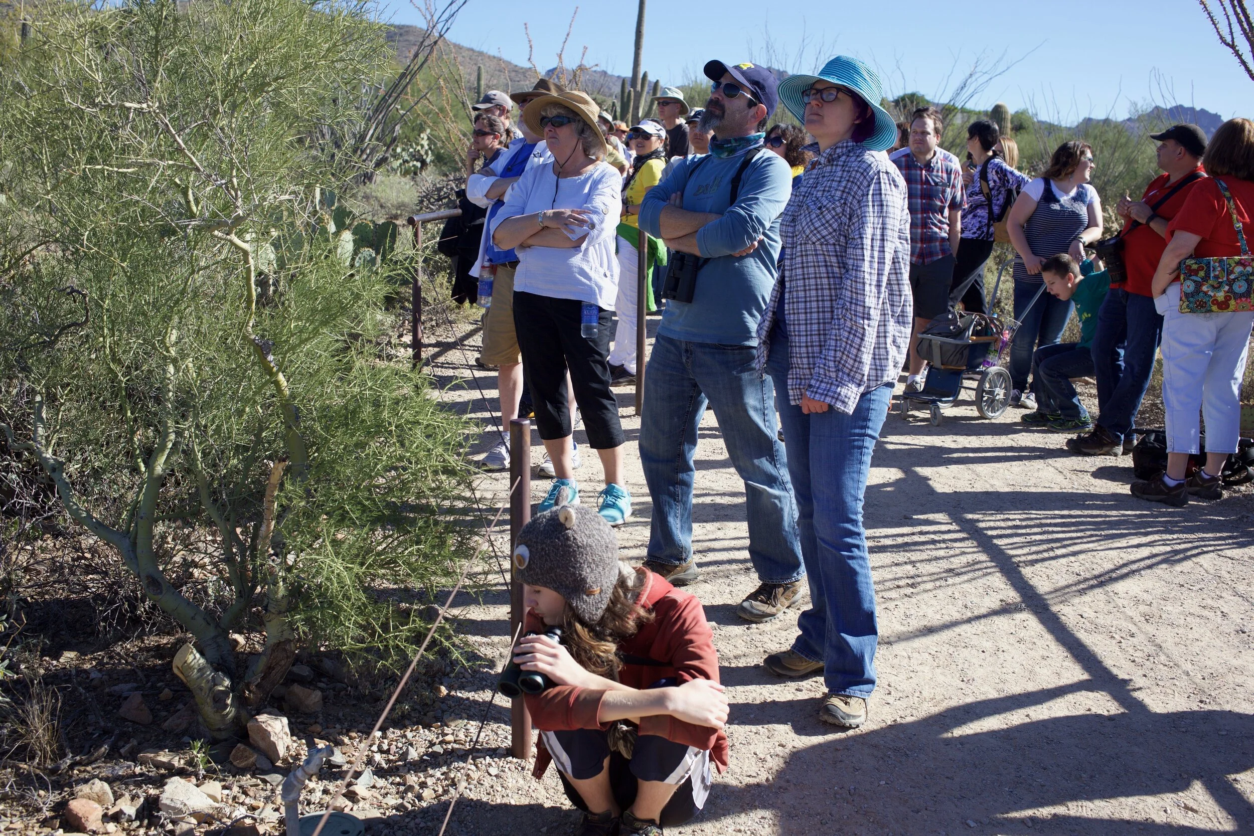 Looking 3 , Arizona-Sonora Desert Museum, Tucson, AZ. 2016