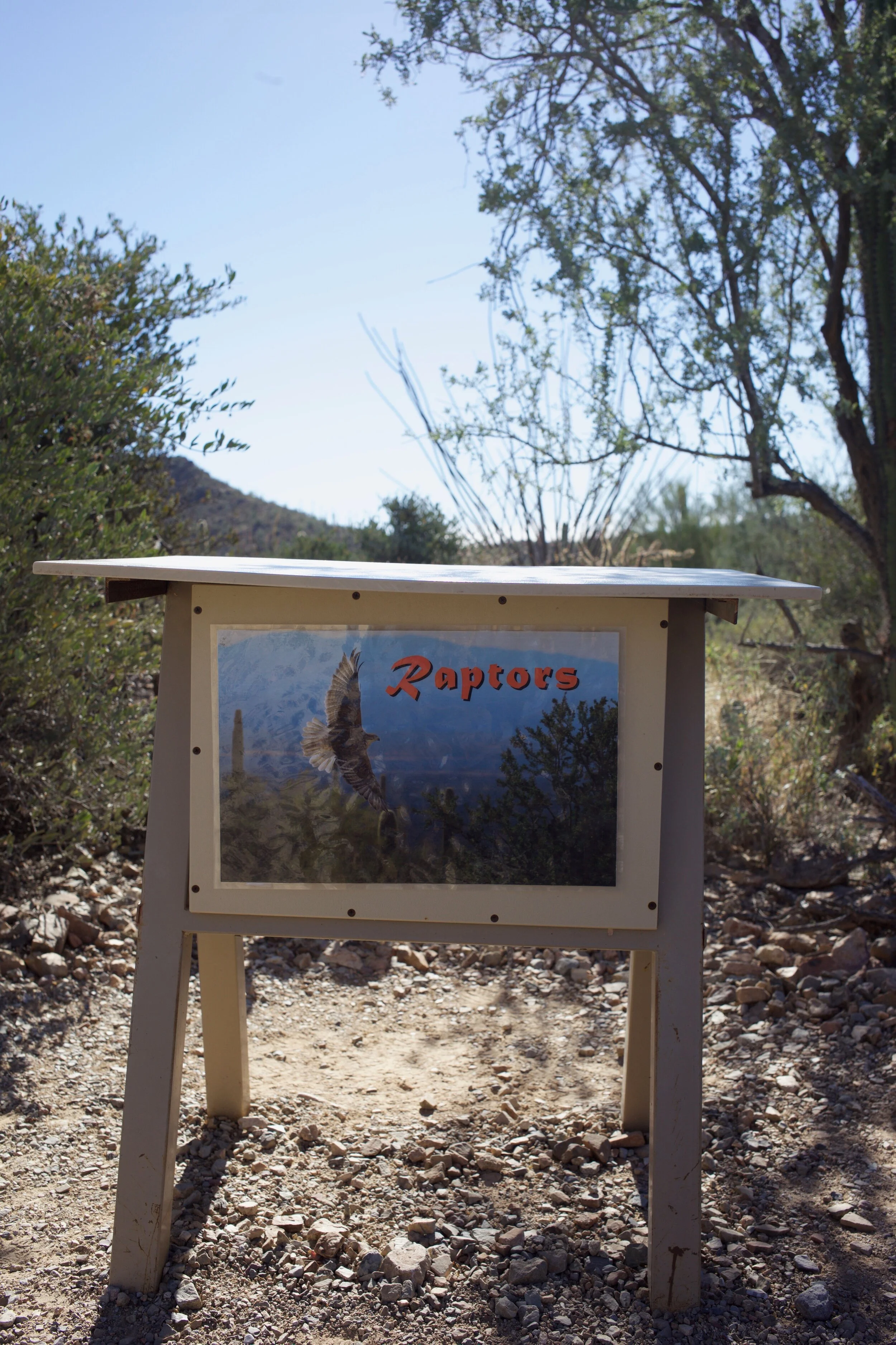 Raptors , Arizona-Sonora Desert Museum, Tucson, AZ. 2016