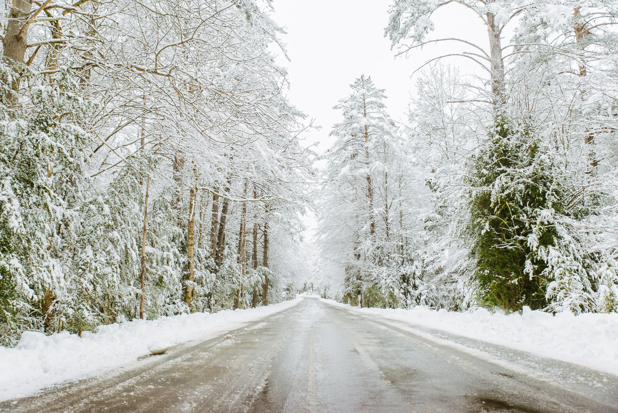 bosque-nevado-monte-perdido.jpg