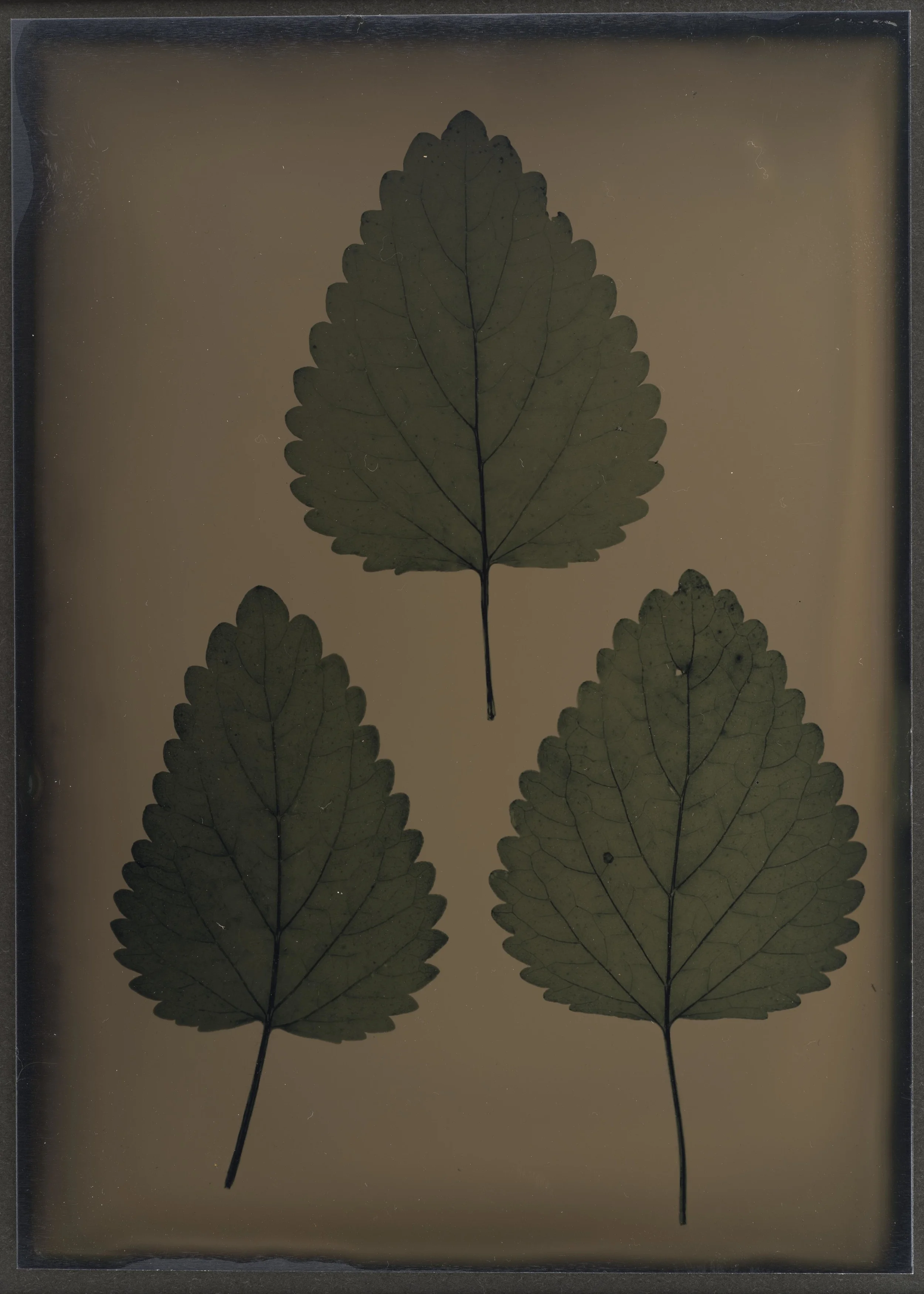 Harvest_Plants_02.jpg