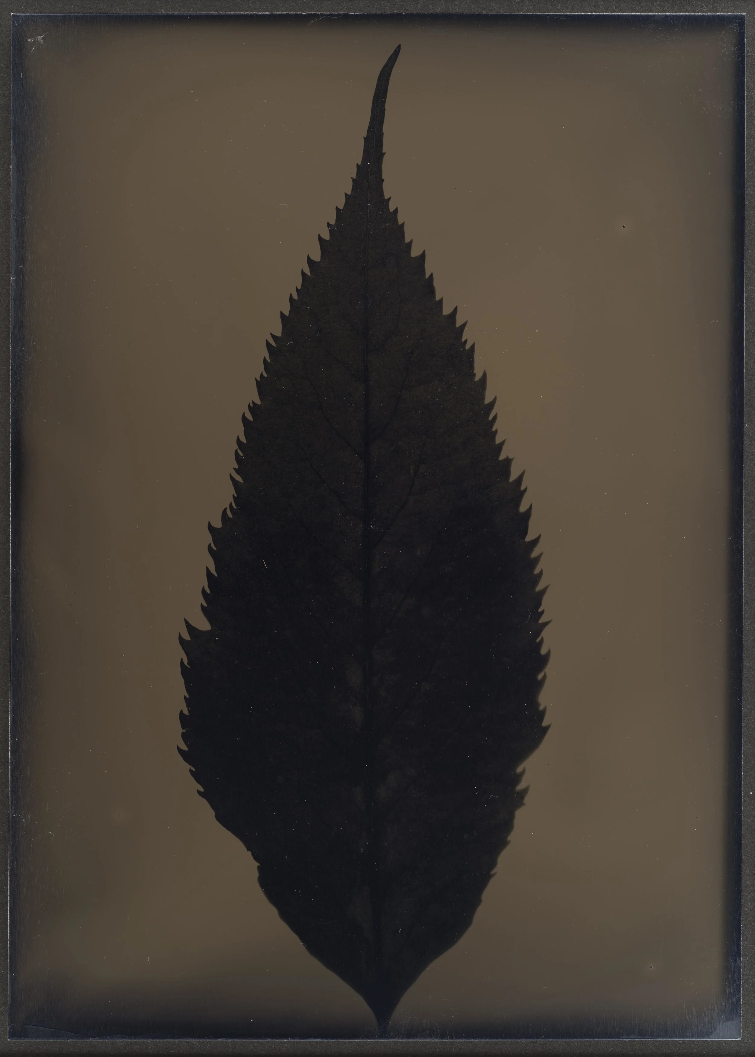 Harvest_Plants_11.jpg