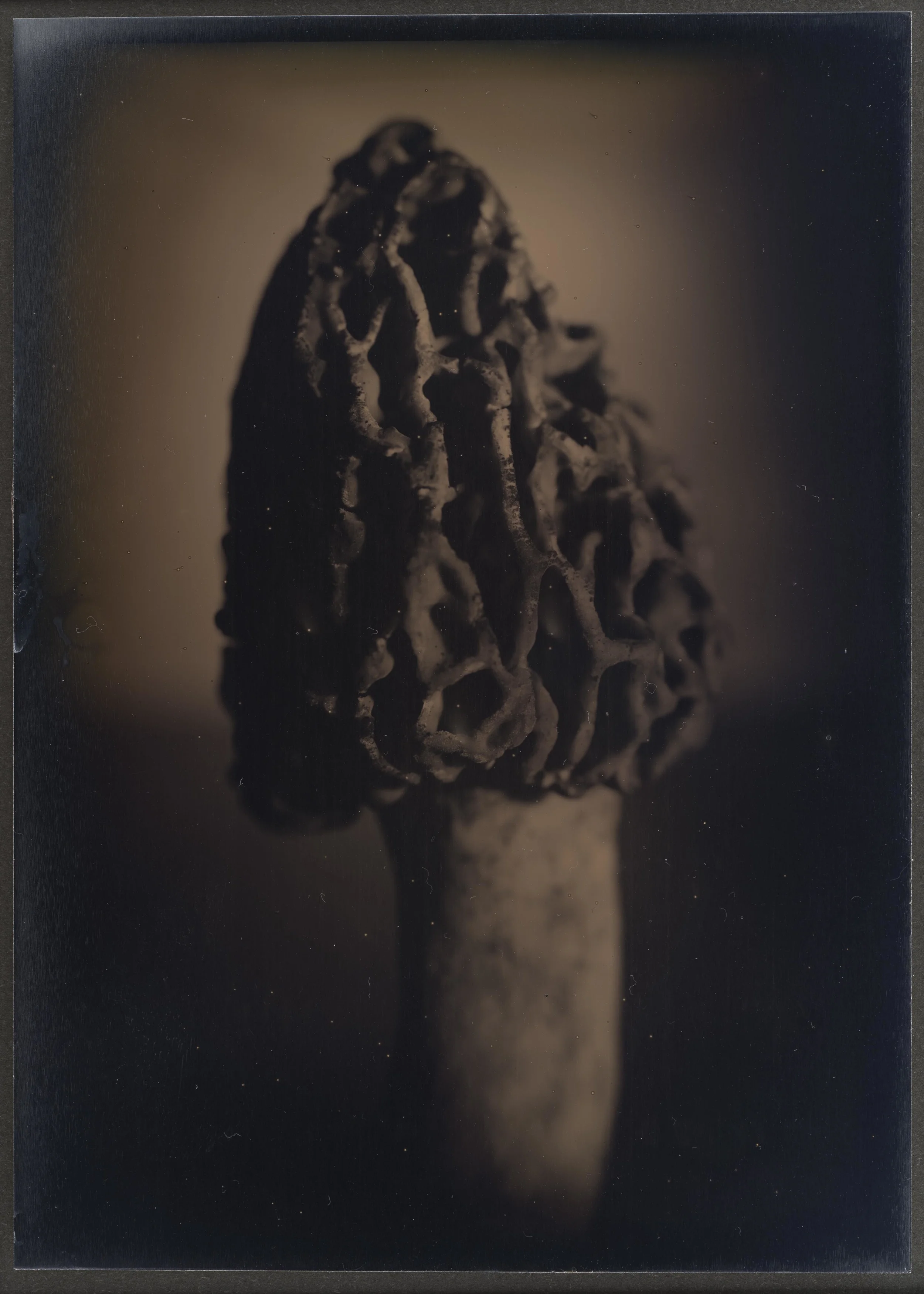 Harvest_Plants_13.jpg