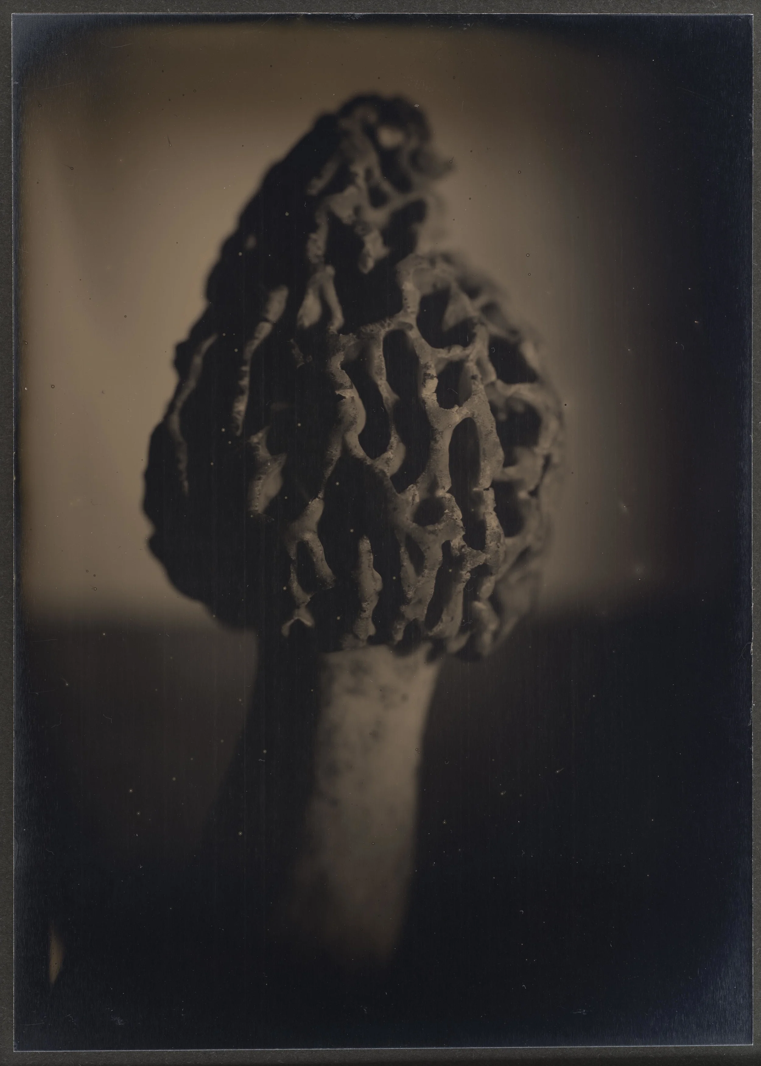 Harvest_Plants_14.jpg