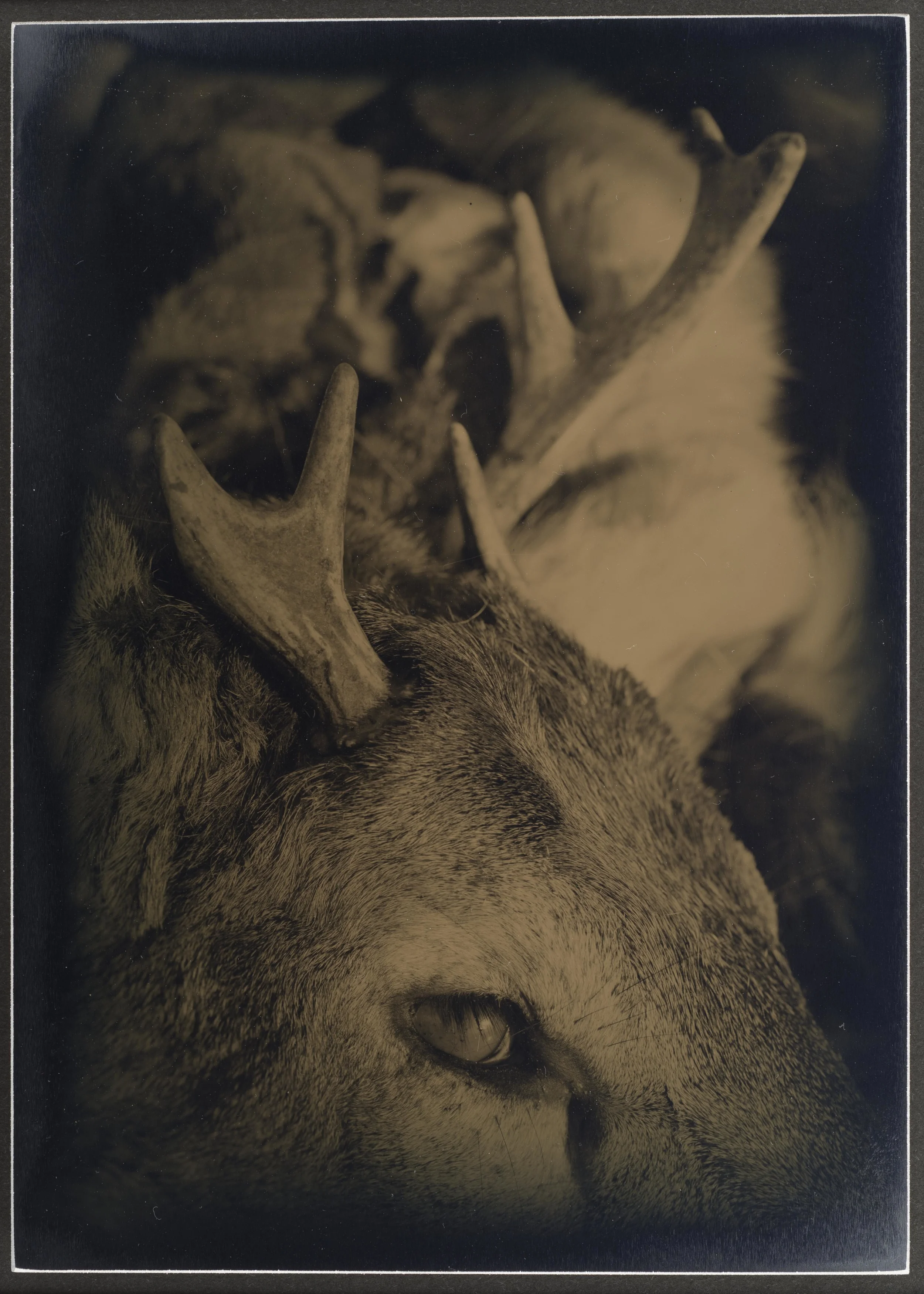 Harvest_Animals_02.jpg