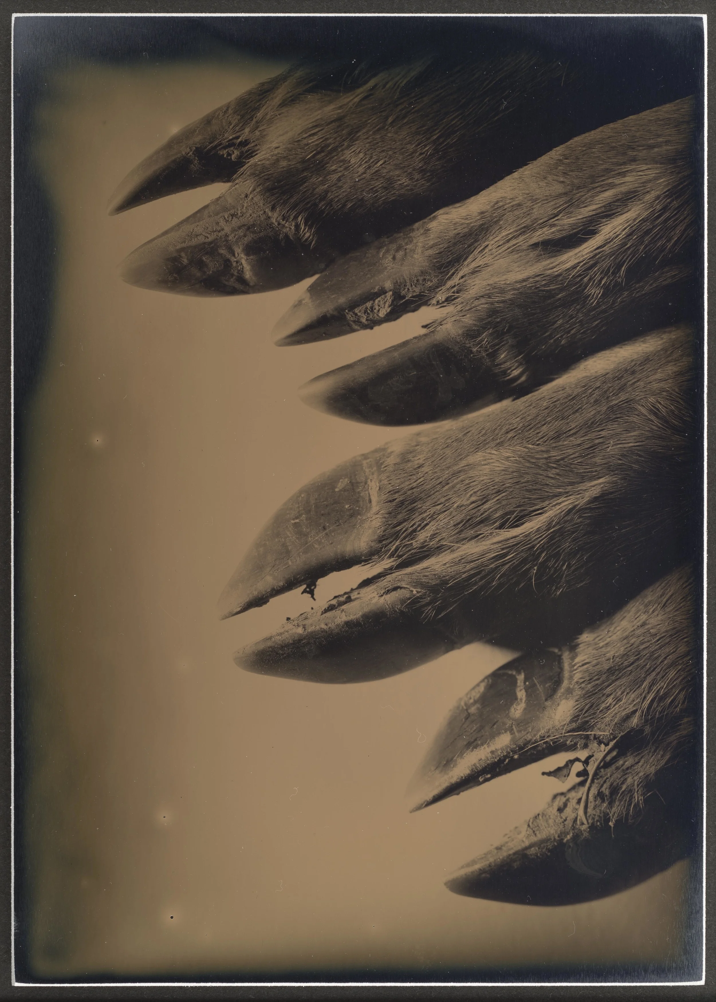Harvest_Animals_03.jpg