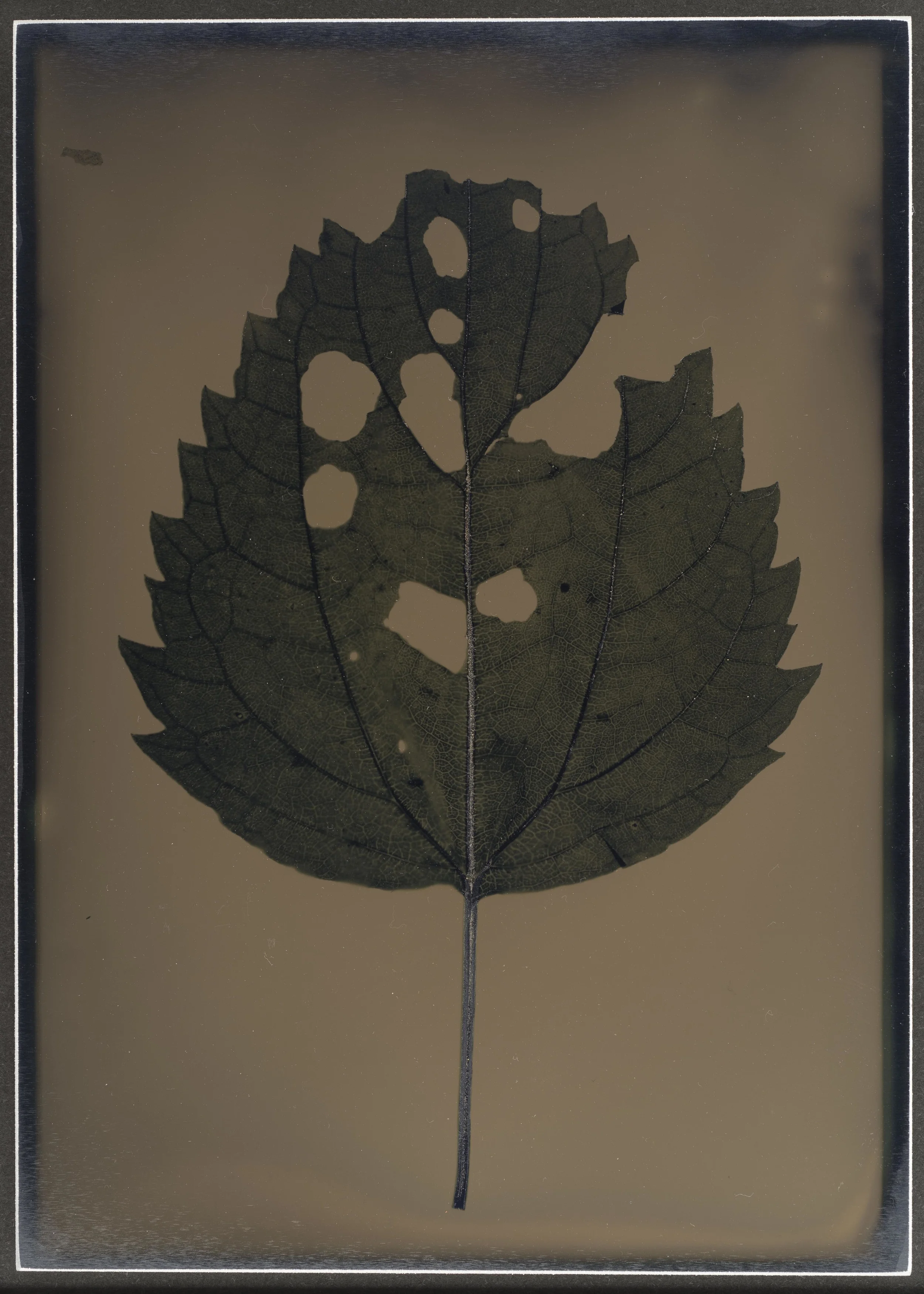 Harvest_Competition_01.jpg