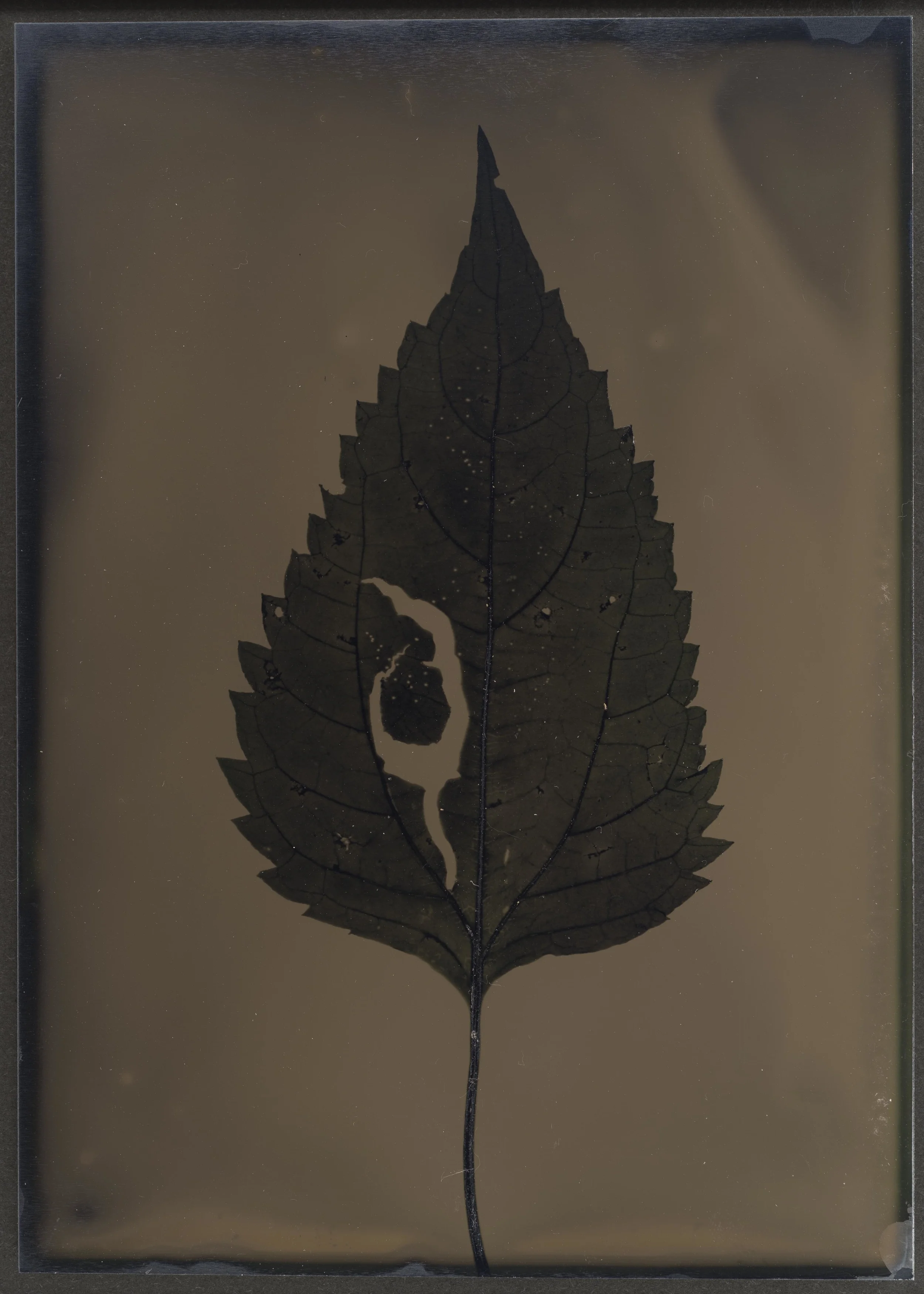 Harvest_Competition_09.jpg
