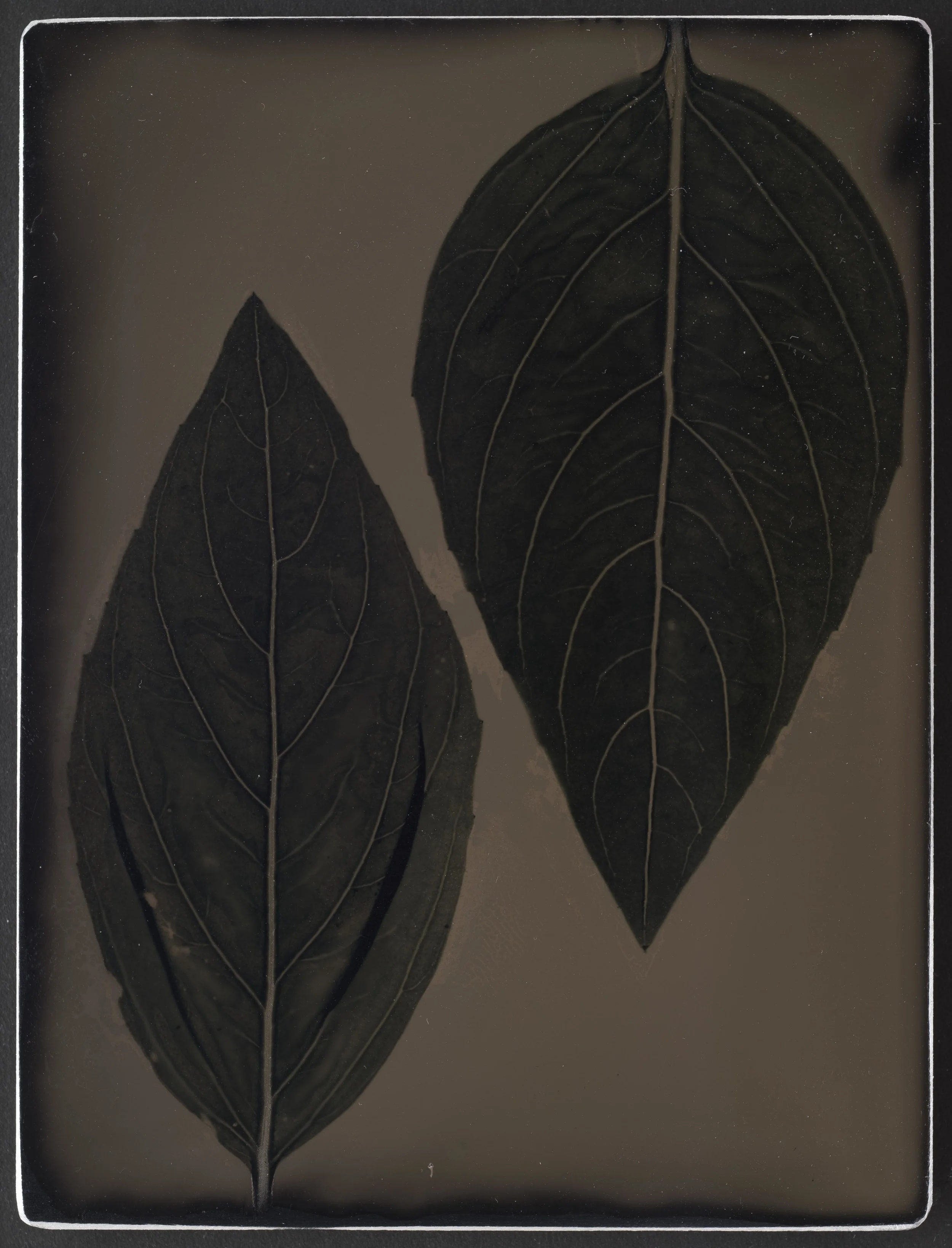 Harvest_Basil_9X12_03.jpg