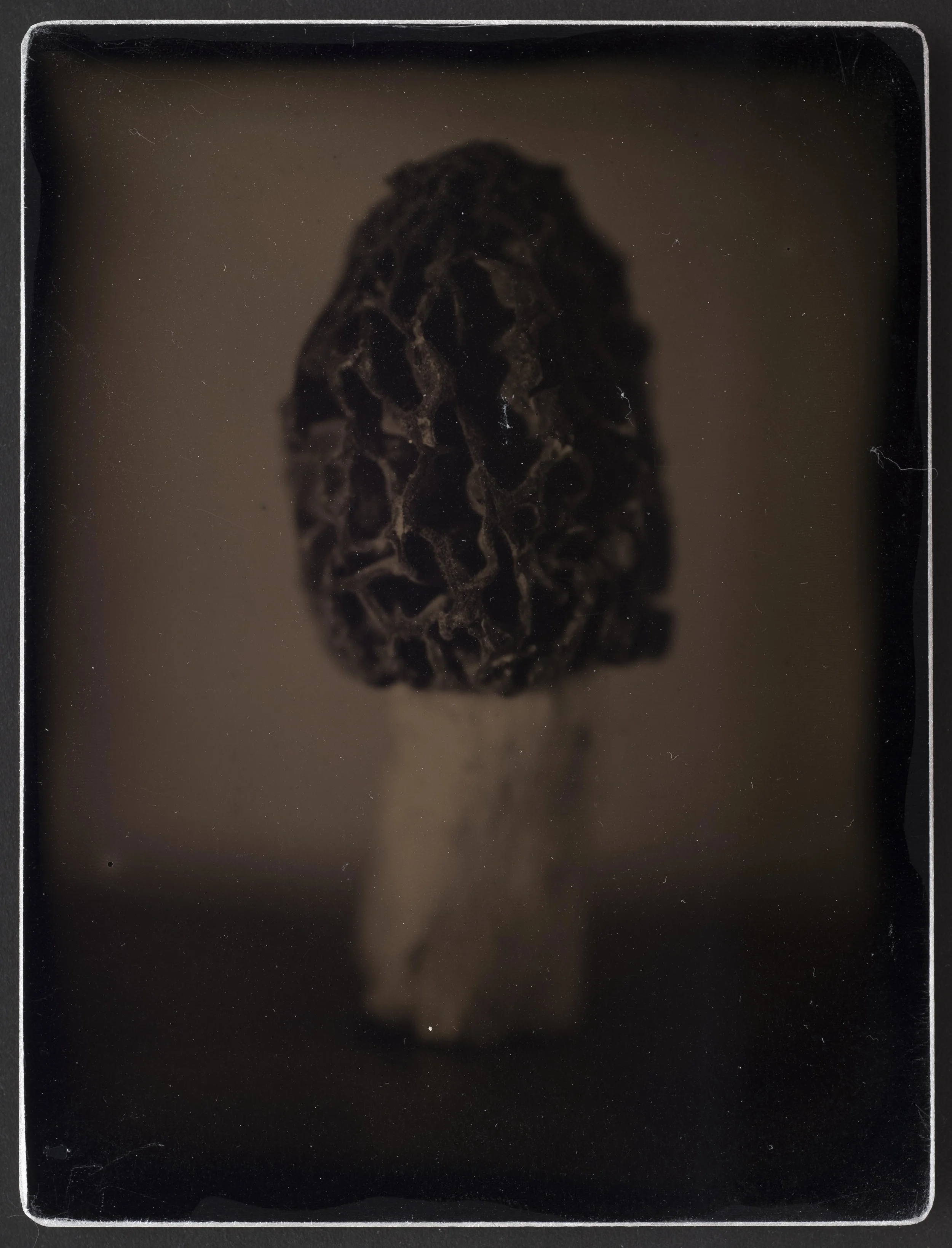 Harvest_Morel_9X12_01.jpg