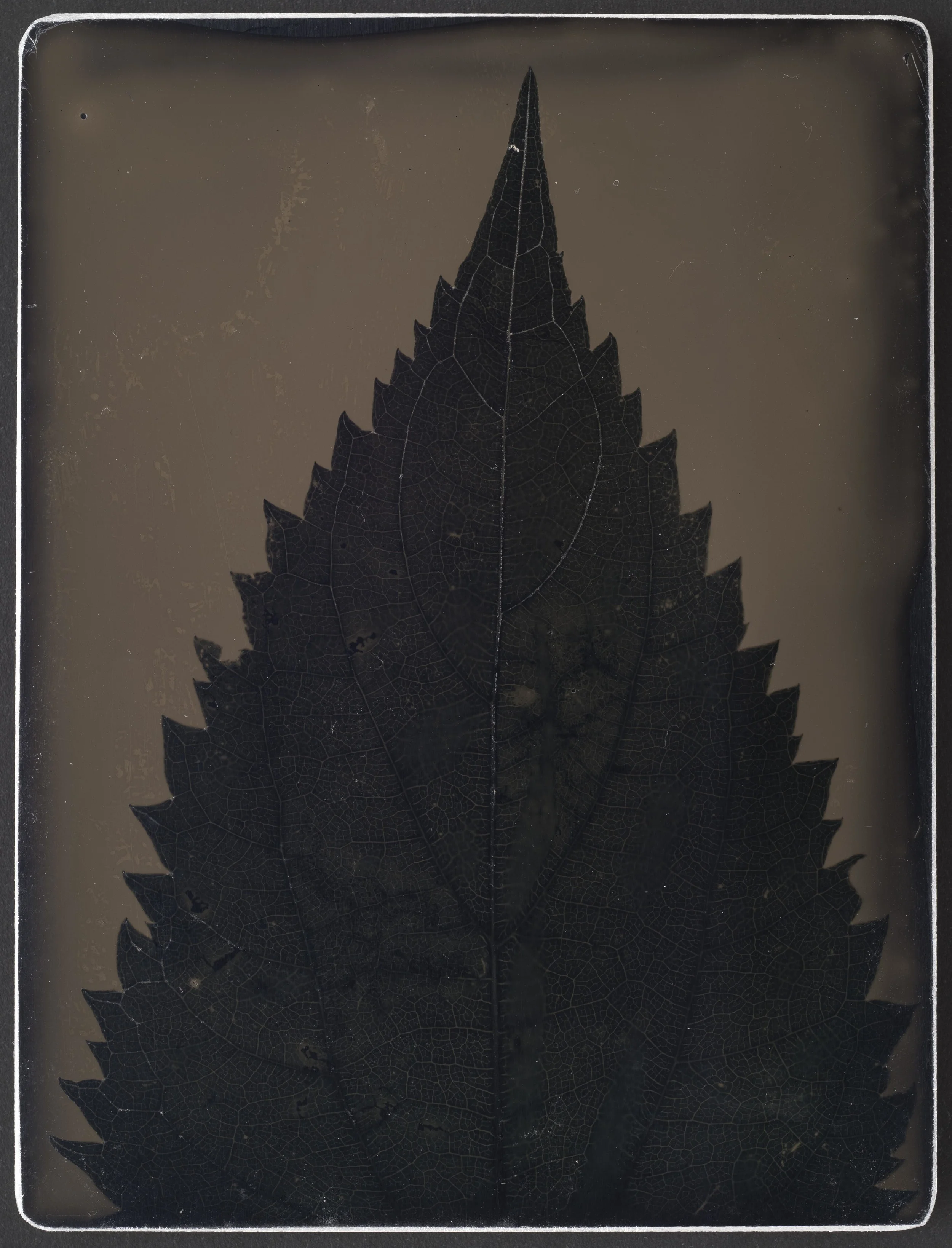 Harvest_Nettles_9X12_01.jpg