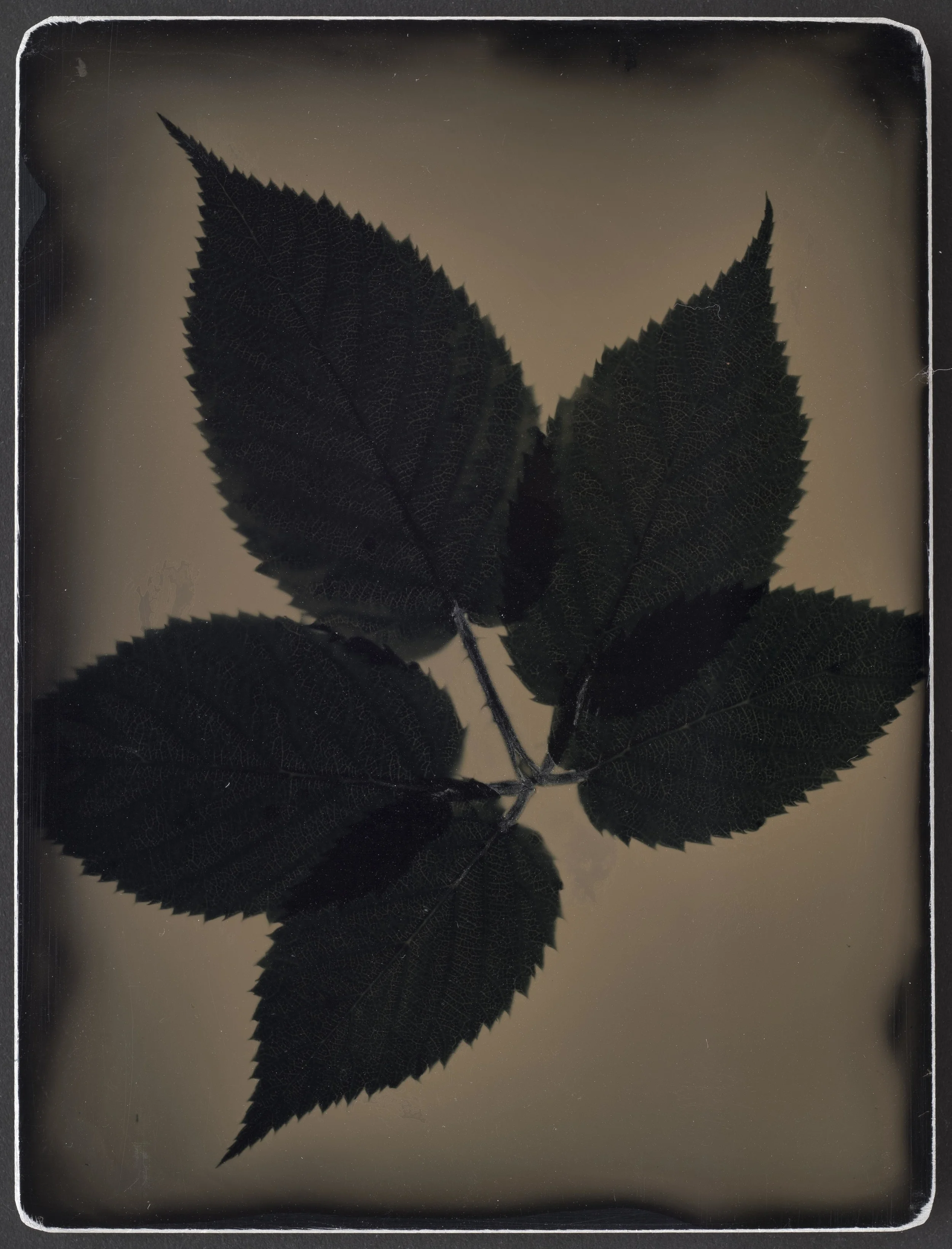 Harvest_Raspberries_9X12_03.jpg