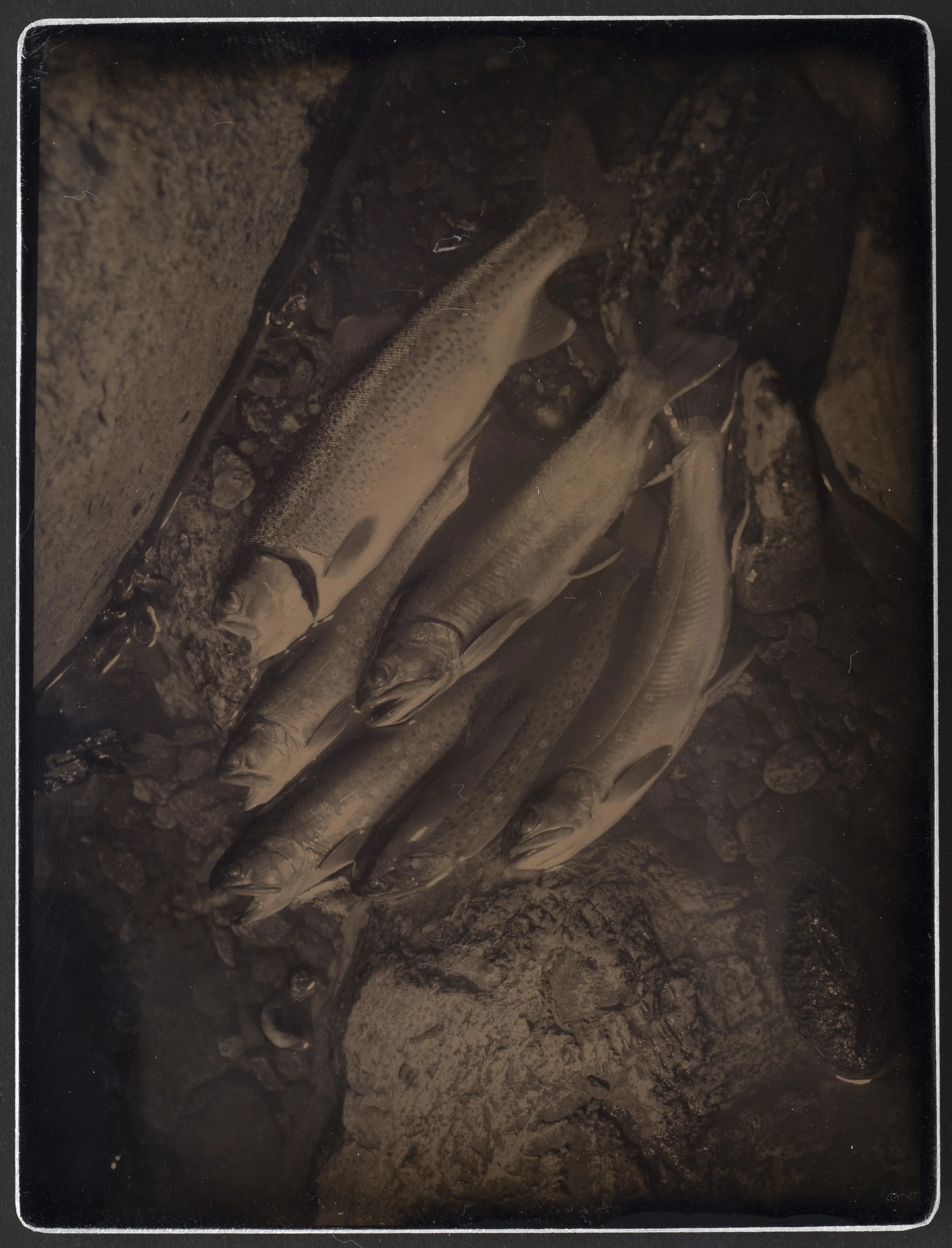Harvest_Trout_9X12_03.jpg