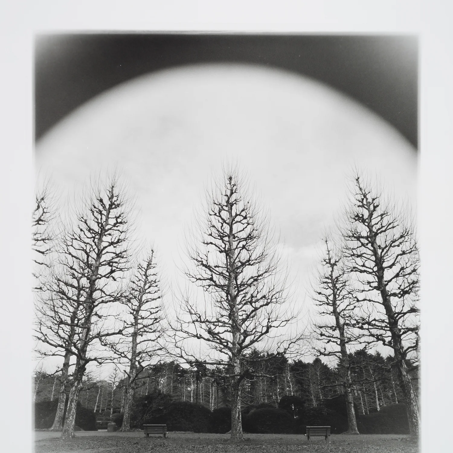 TokyoTreelineMeditation_12.jpg