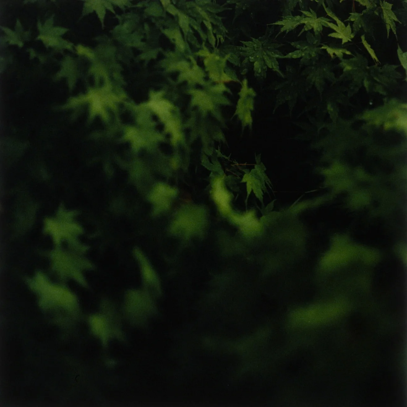 untitled #17 from foveal (mis)conceptions.jpg