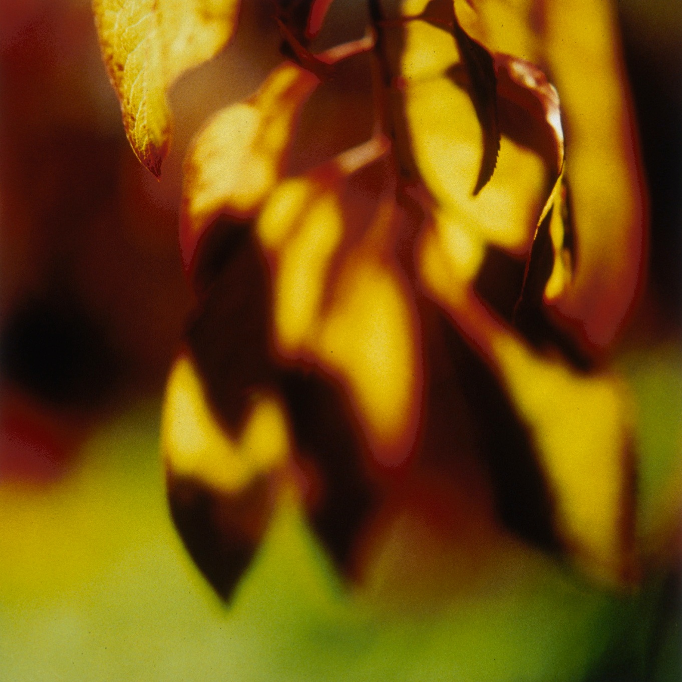 untitled+%2314+from+foveal+%28mis%29conceptions.jpg