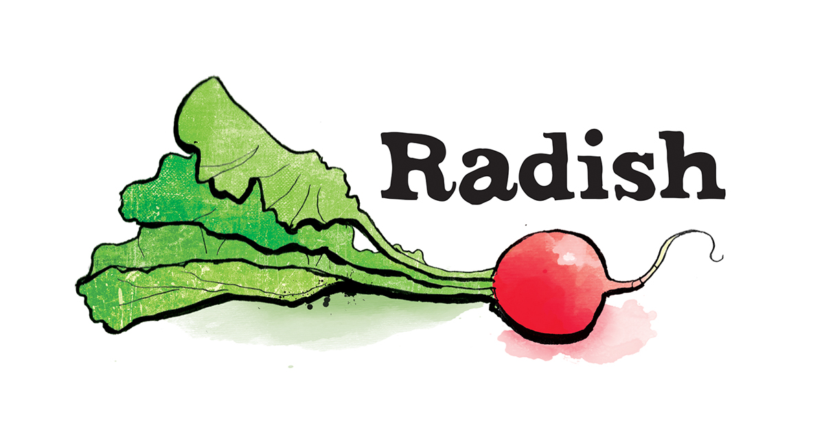 radish illustration, food illustration