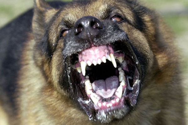 Meet pooch. Don't act like you're scared.