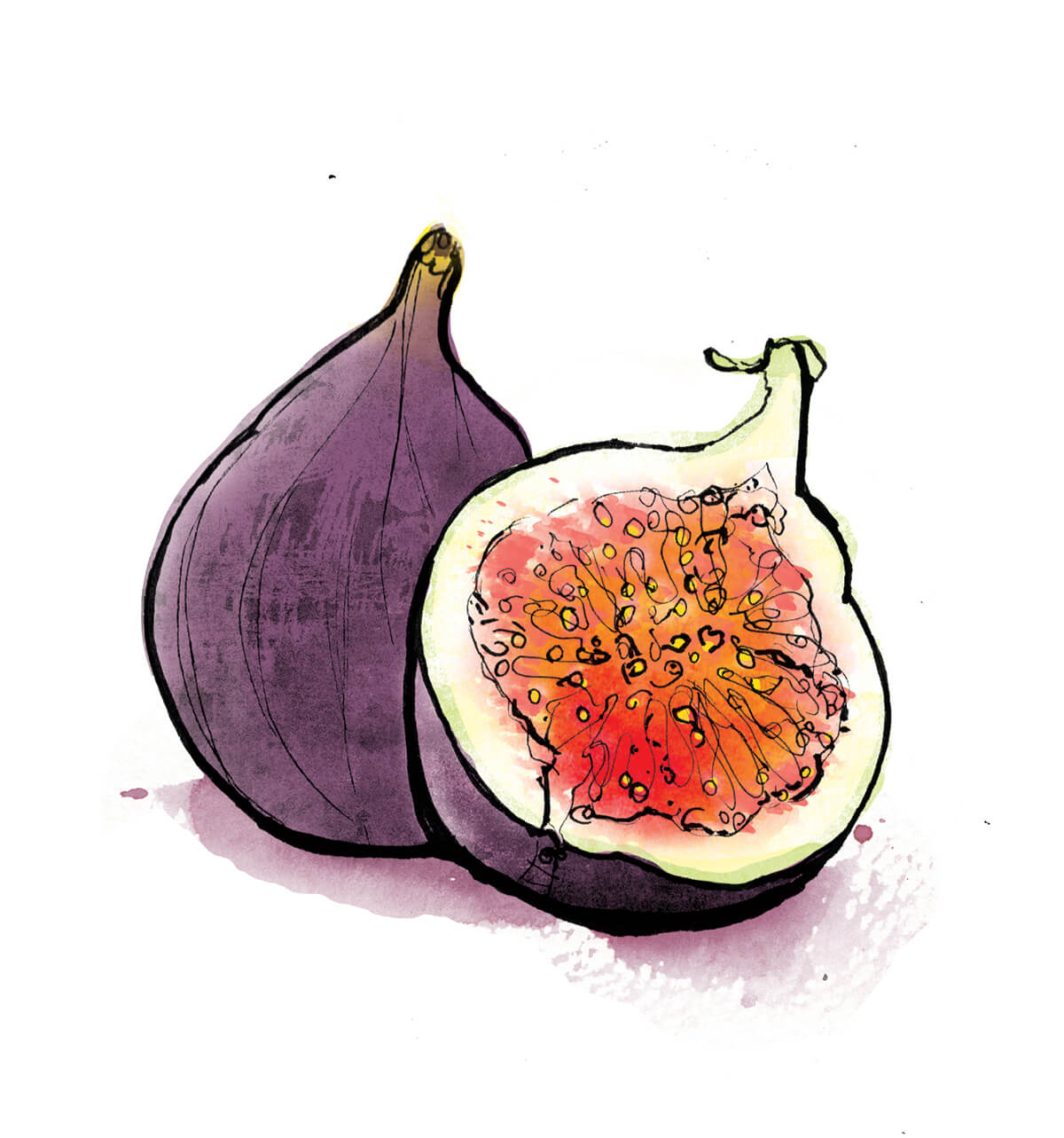 fig illustration