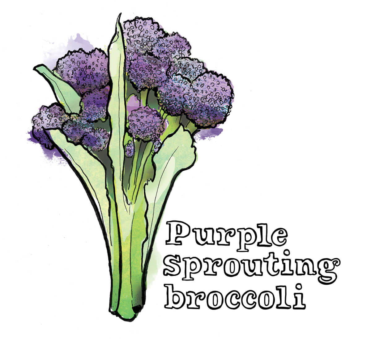 broccoli illustration