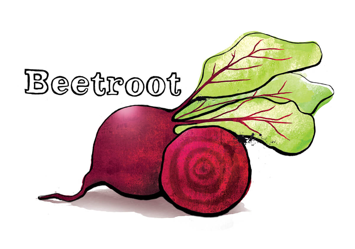beetroot illustration