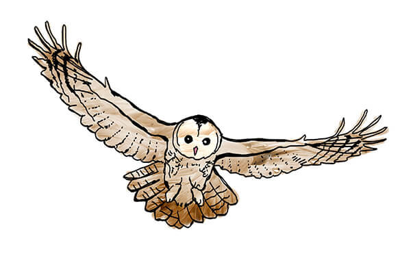 owl+illustration.jpg