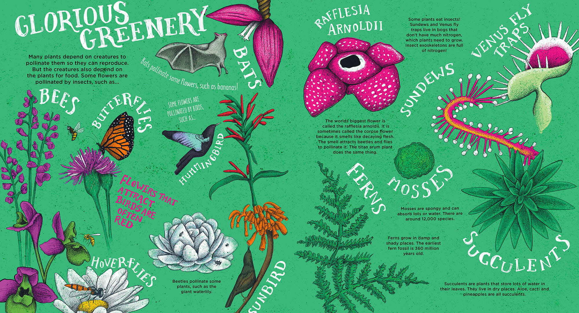 Plant-book-illustration-botanical+illustrator-lisa-maltby.jpg