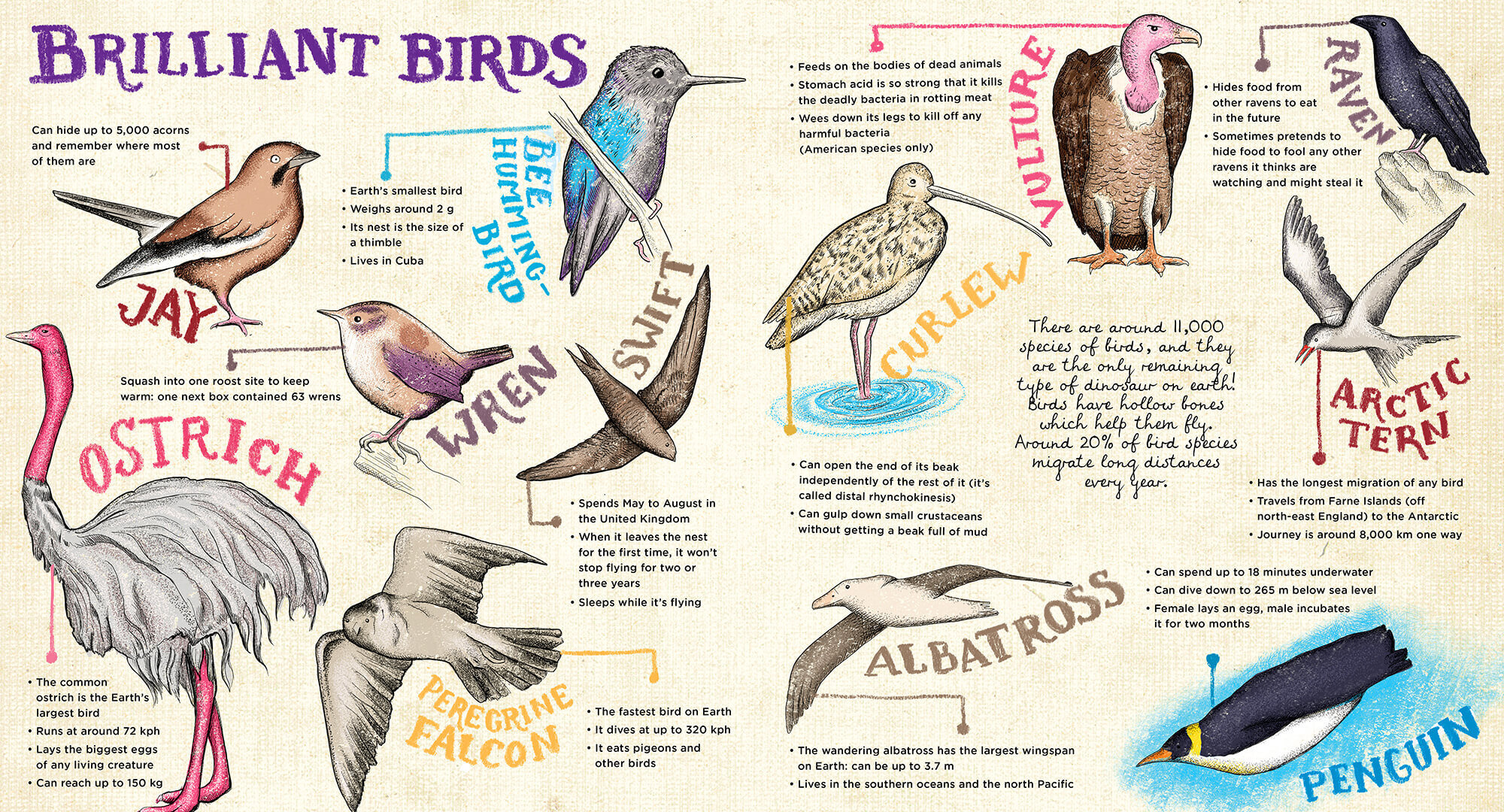 bird+illustration_ornithology+illustrator_lisa+maltby.jpg