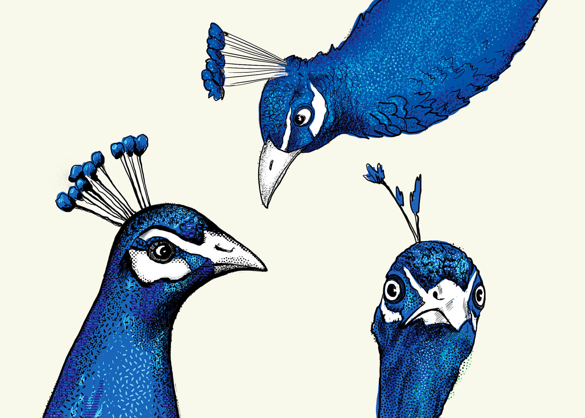 peacock-illustrations-nature-illustration.jpg