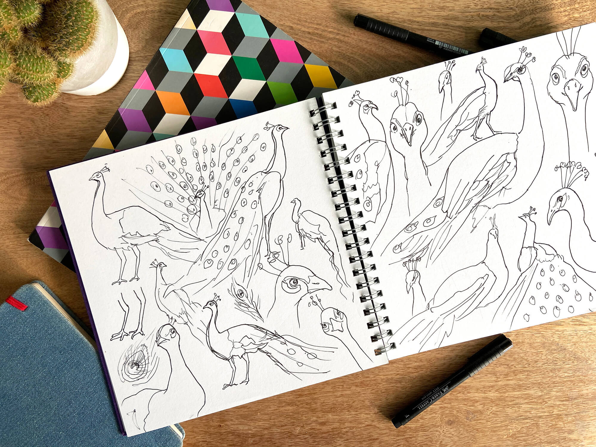 peacock-sketchbook-drawings.jpg