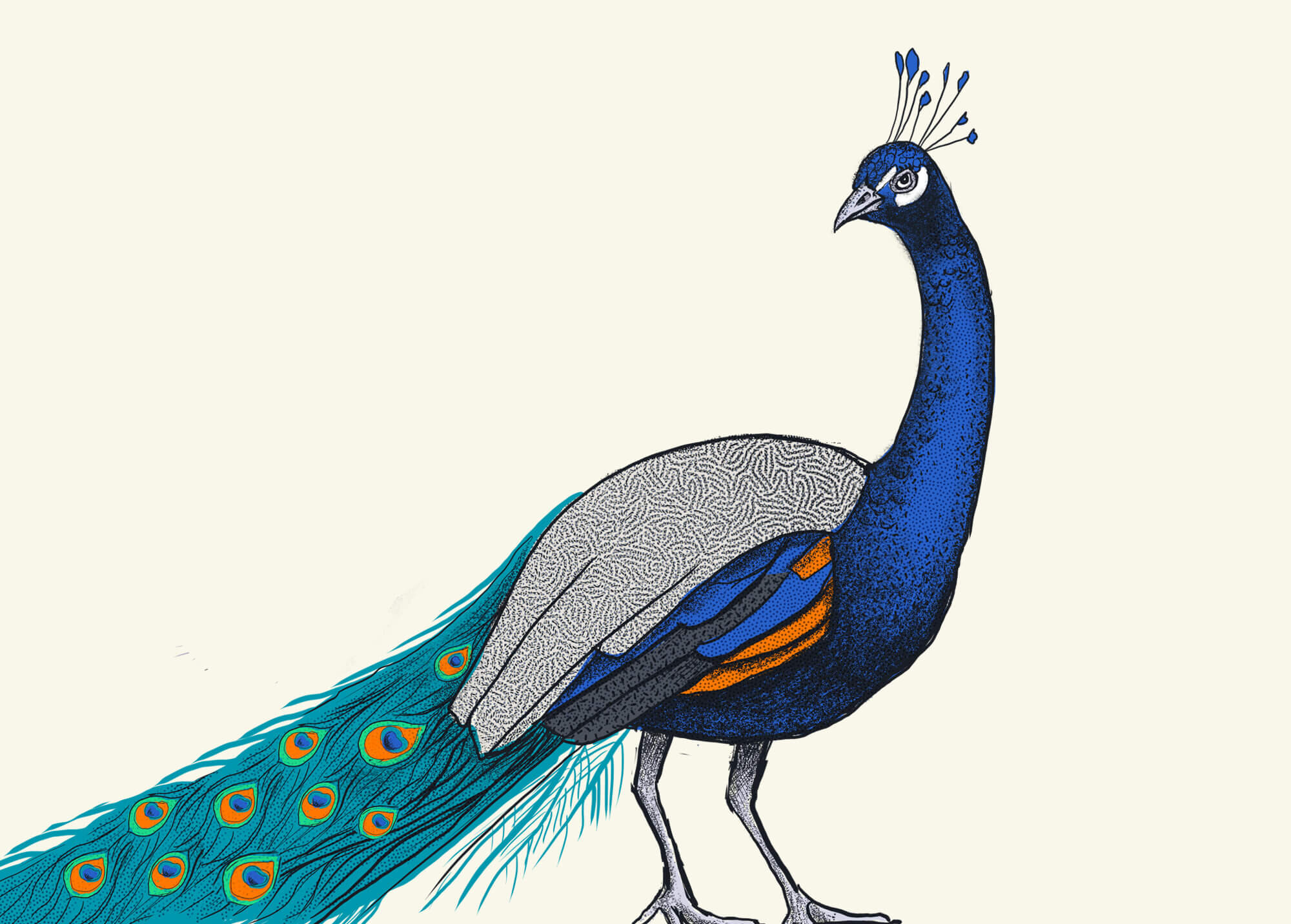 peacock-illustration-bird-illustration.jpg